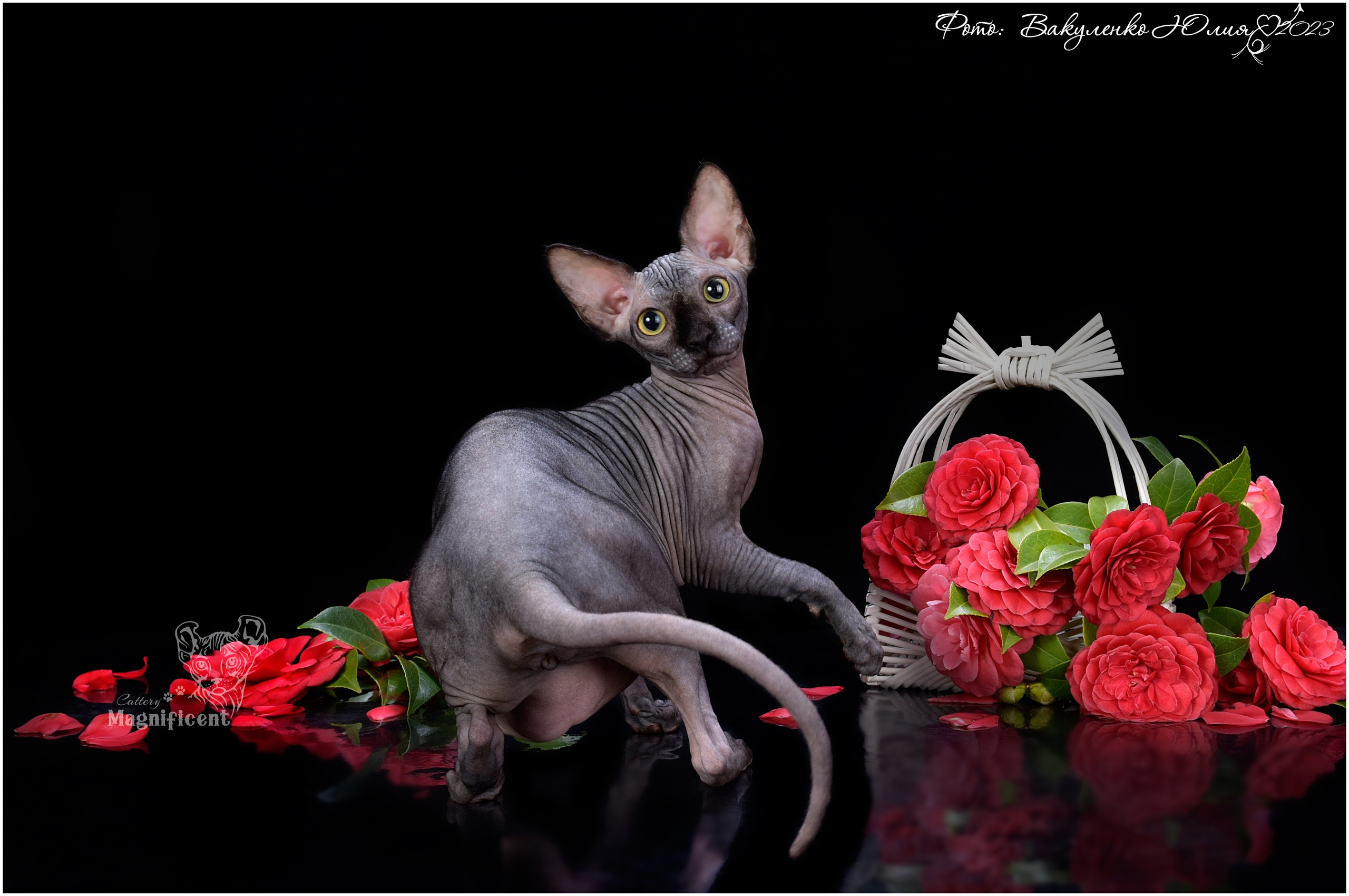 Котята. Фотограф анималист | семейный Юлия Вакуленко, г. Краснодар