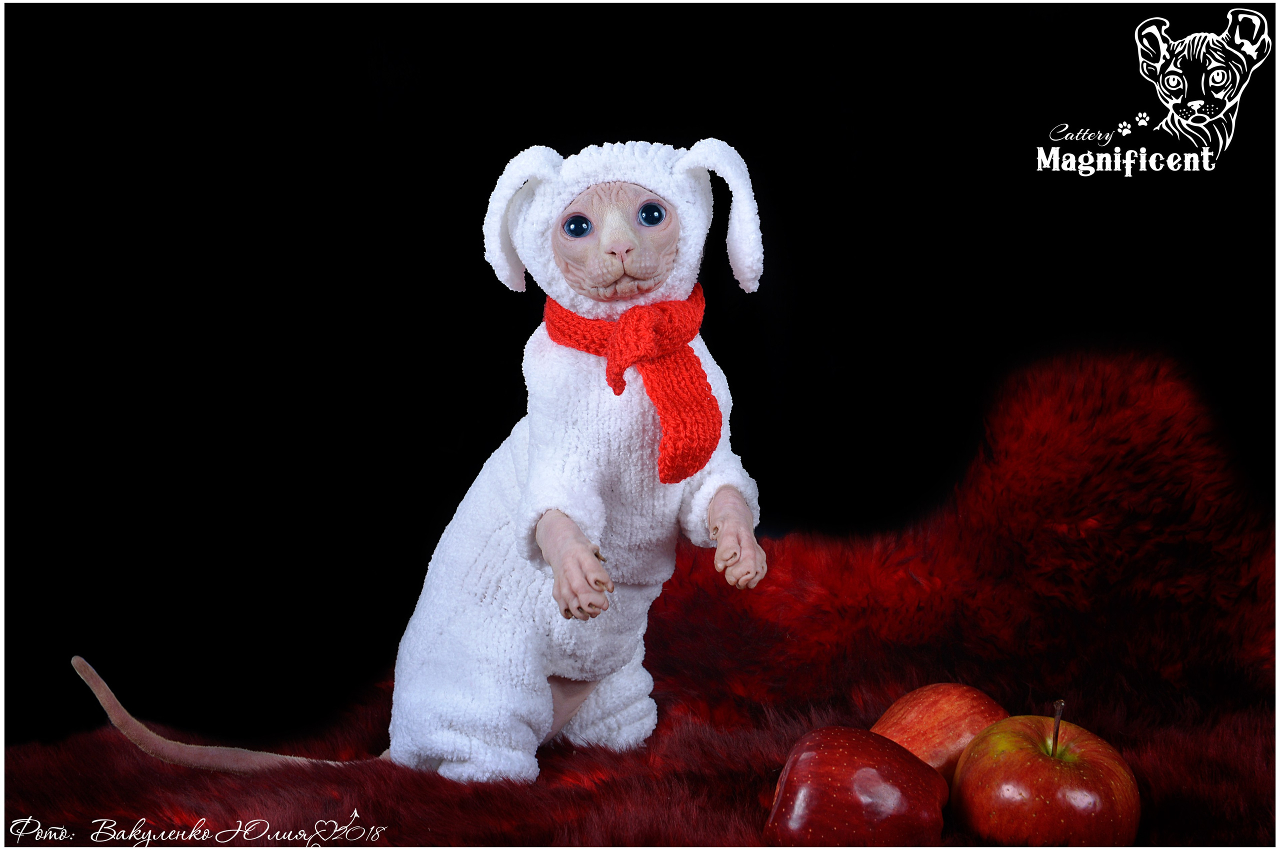 Взрослые. Фотограф анималист | семейный Юлия Вакуленко, г. Краснодар