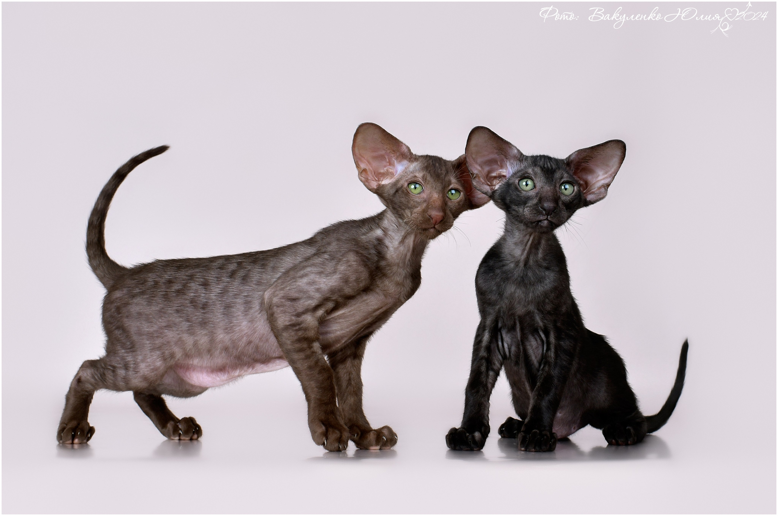 Котята. Фотограф анималист | семейный Юлия Вакуленко, г. Краснодар