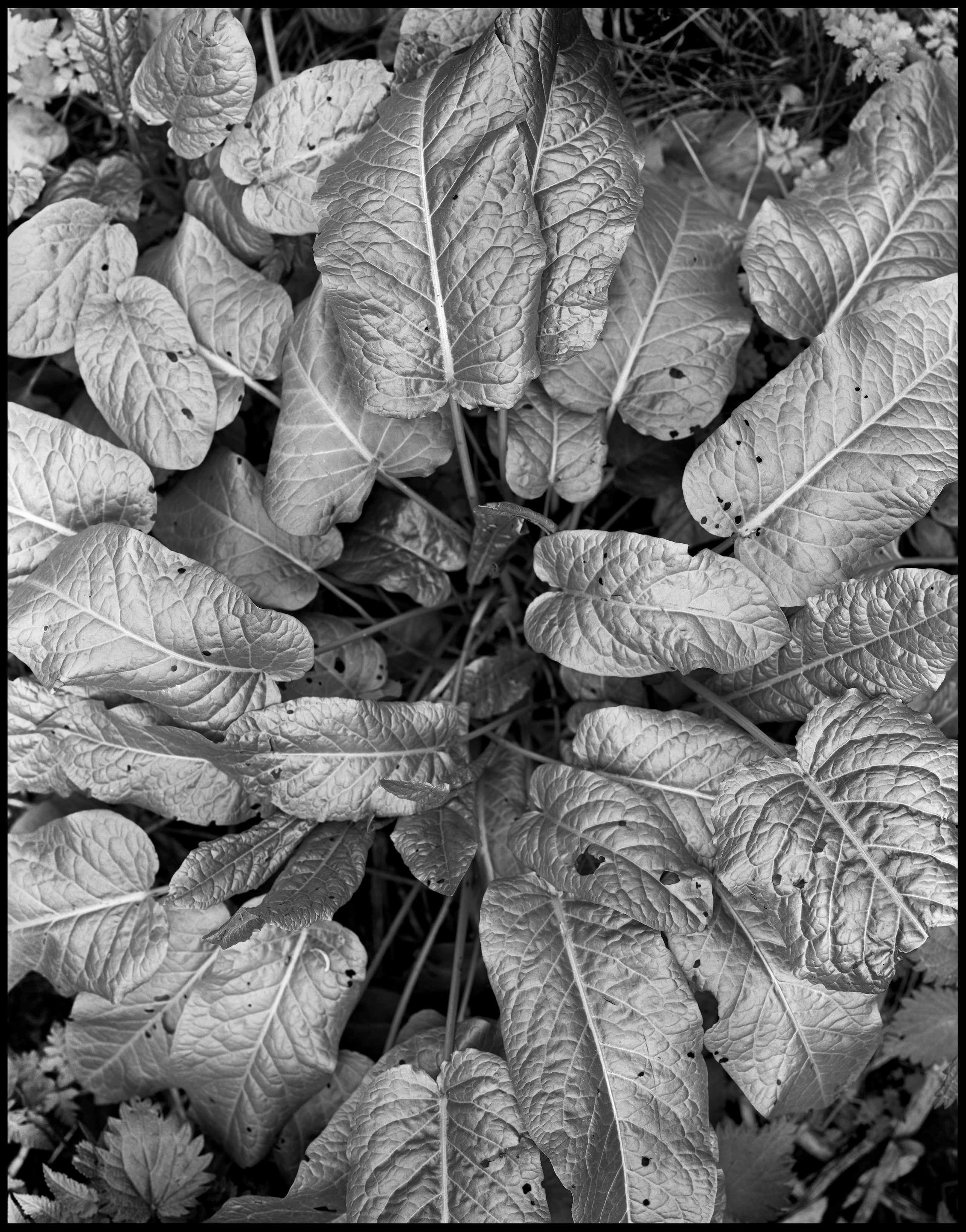 Натюрморт. Кондрюк Сергей фотограф |художник