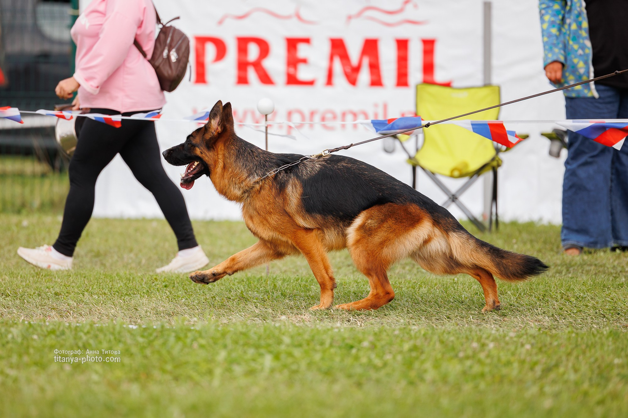 Немецкие овчарки: фото из рингов и вне ринга, мутпроба (фотографии с выставок). Фотограф собак, фотограф-анималист Аня Титова (Titanya). Москва