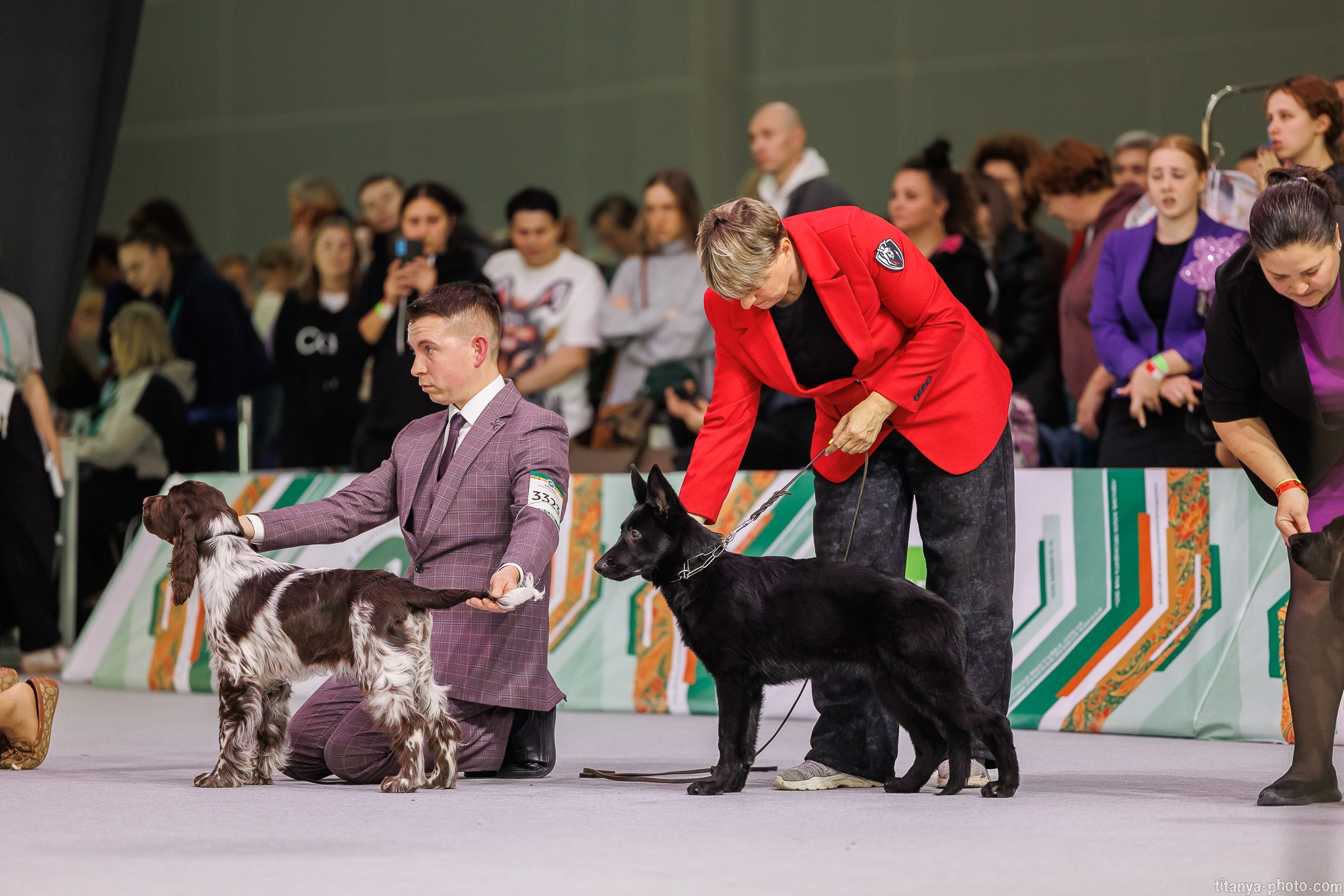 «Евразия-2025»: картинки с выставки. Фотограф собак, фотограф-анималист Аня Титова (Titanya). Москва