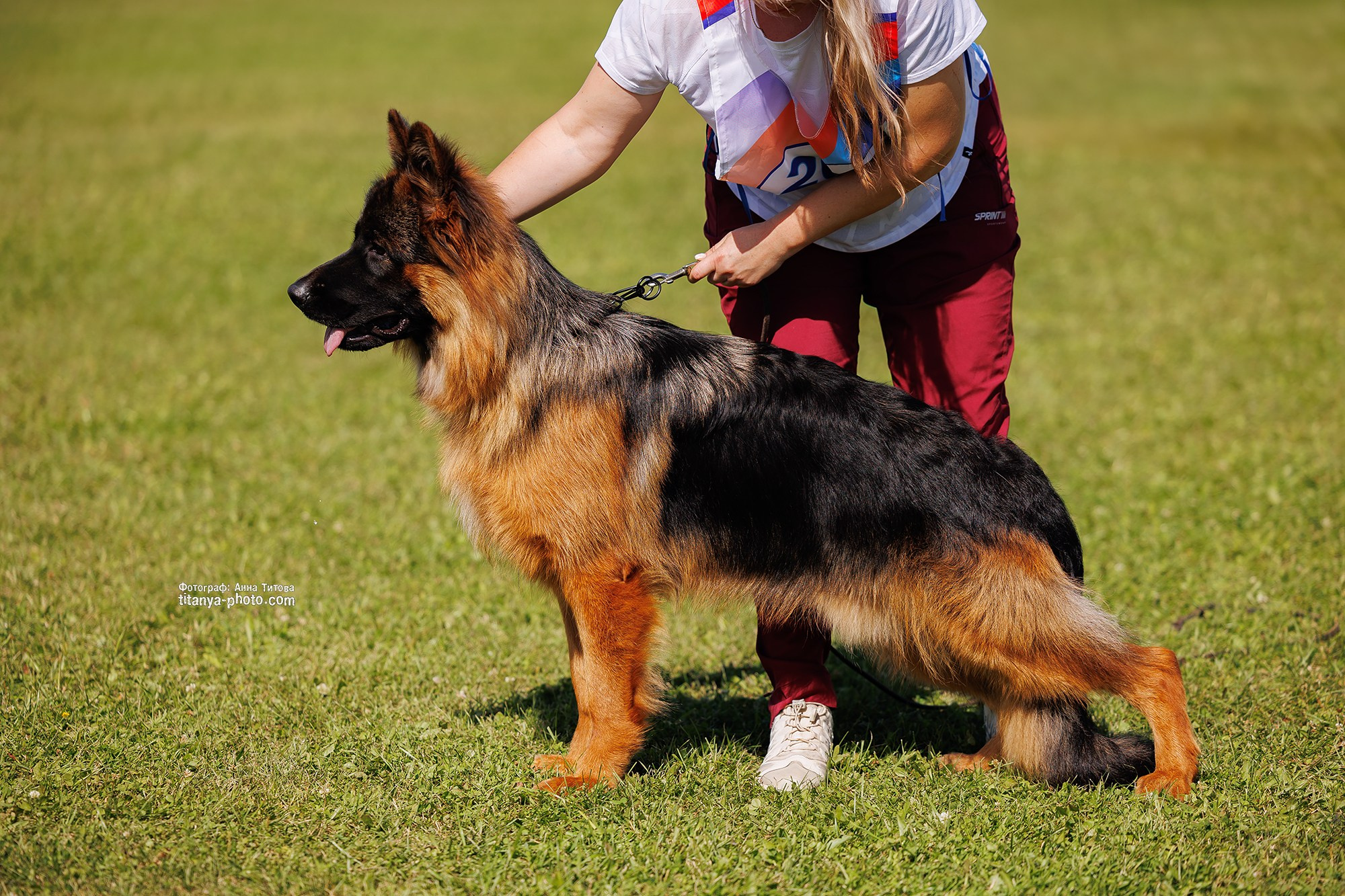 Немецкие овчарки: фото из рингов и вне ринга, мутпроба (фотографии с выставок). Фотограф собак, фотограф-анималист Аня Титова (Titanya). Москва