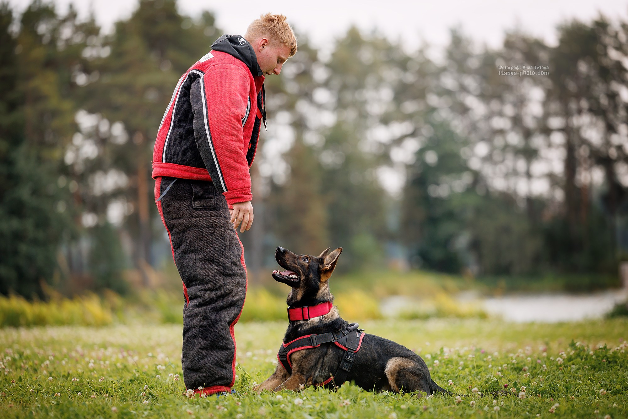 Тренировка по защите в питомнике немецких овчарок «Легенда Волги». Фотограф собак, фотограф-анималист Аня Титова (Titanya). Москва