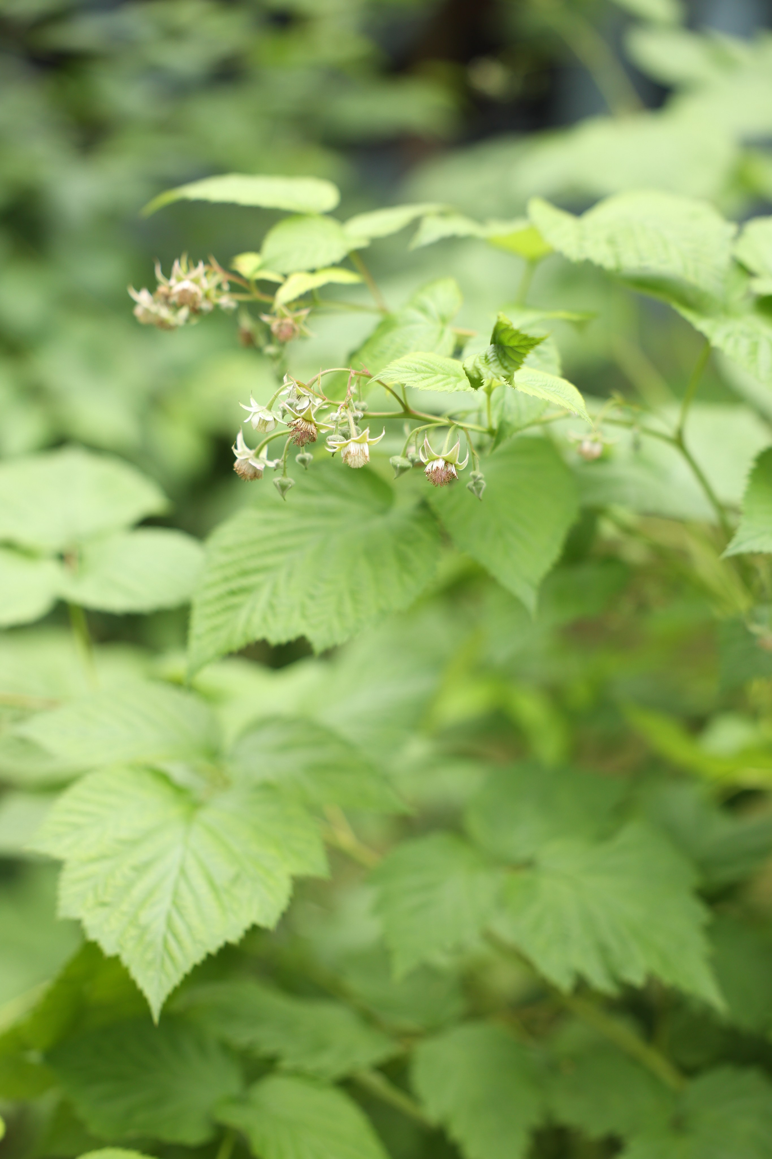 Lesnoi-bereg. Главная