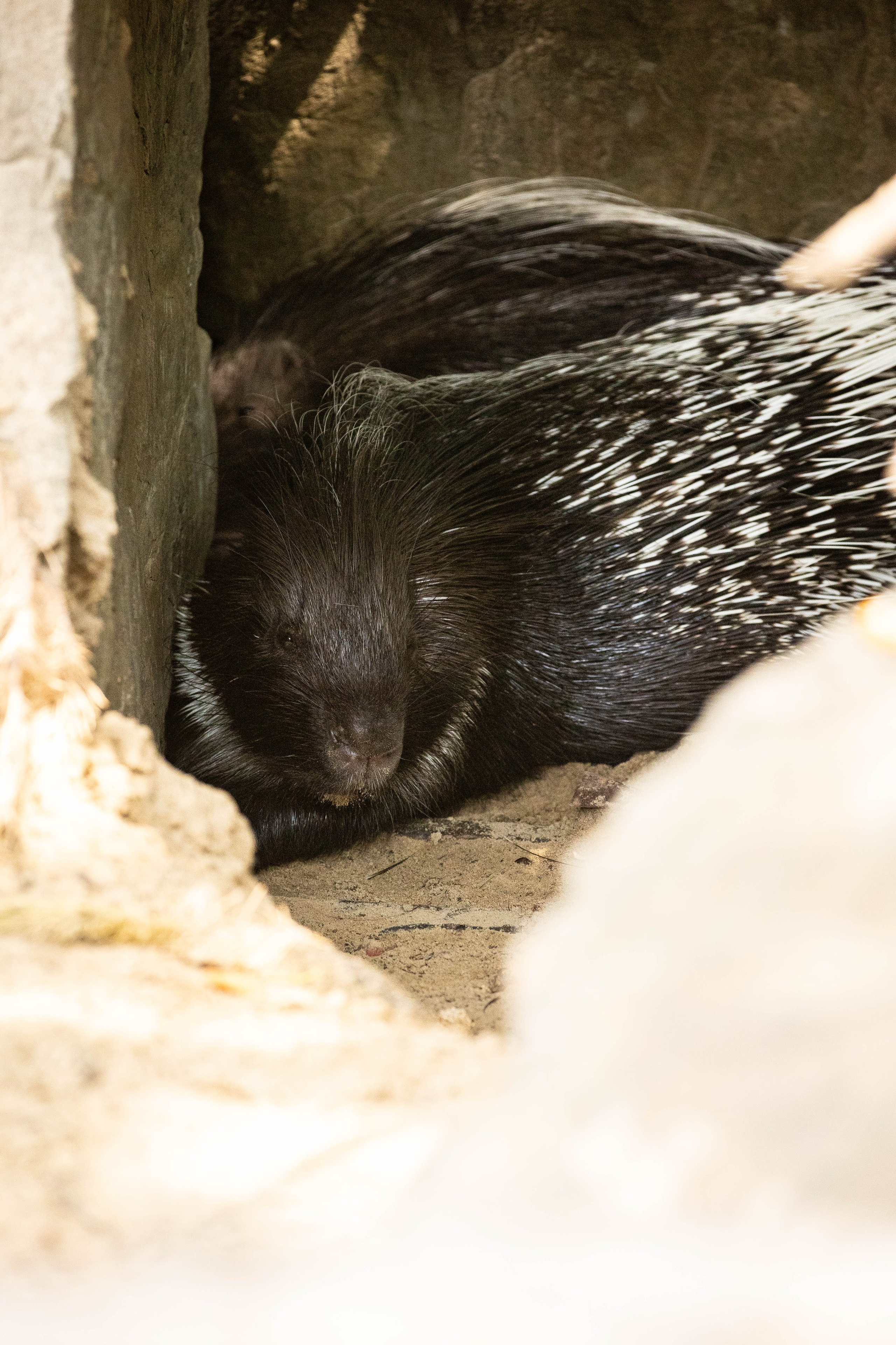 Зоопарк Малинки. Фотограф-АниМалист Анна Абрамова