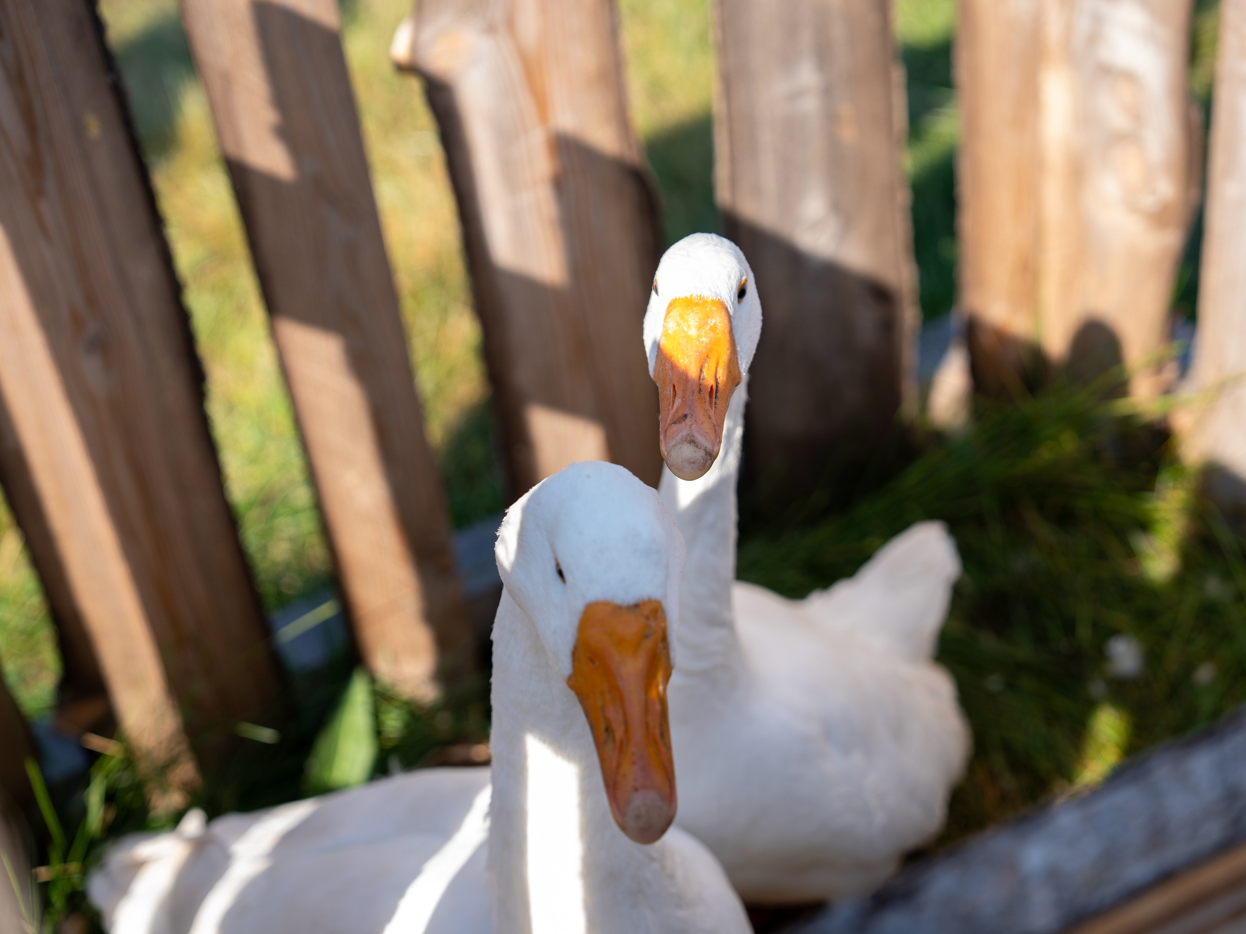 Ярмарка. Фотограф Наталья Сорока Ижевск