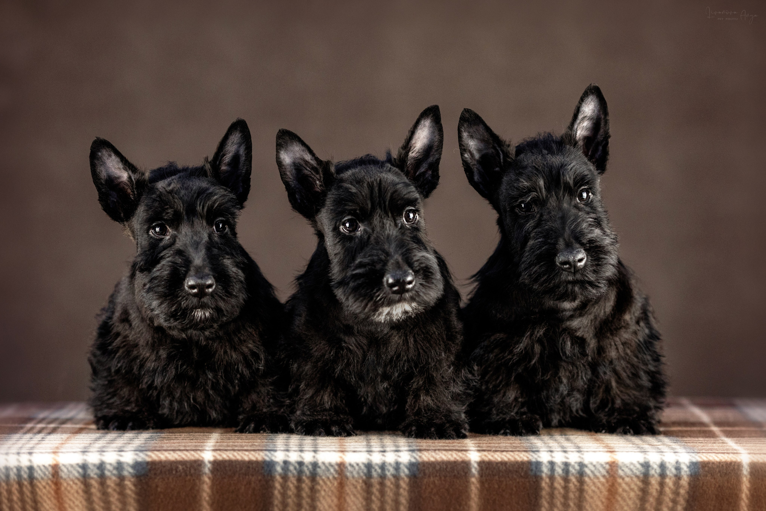 Скотчики. Фотограф анималист Аня Ливанова | Рыбинск