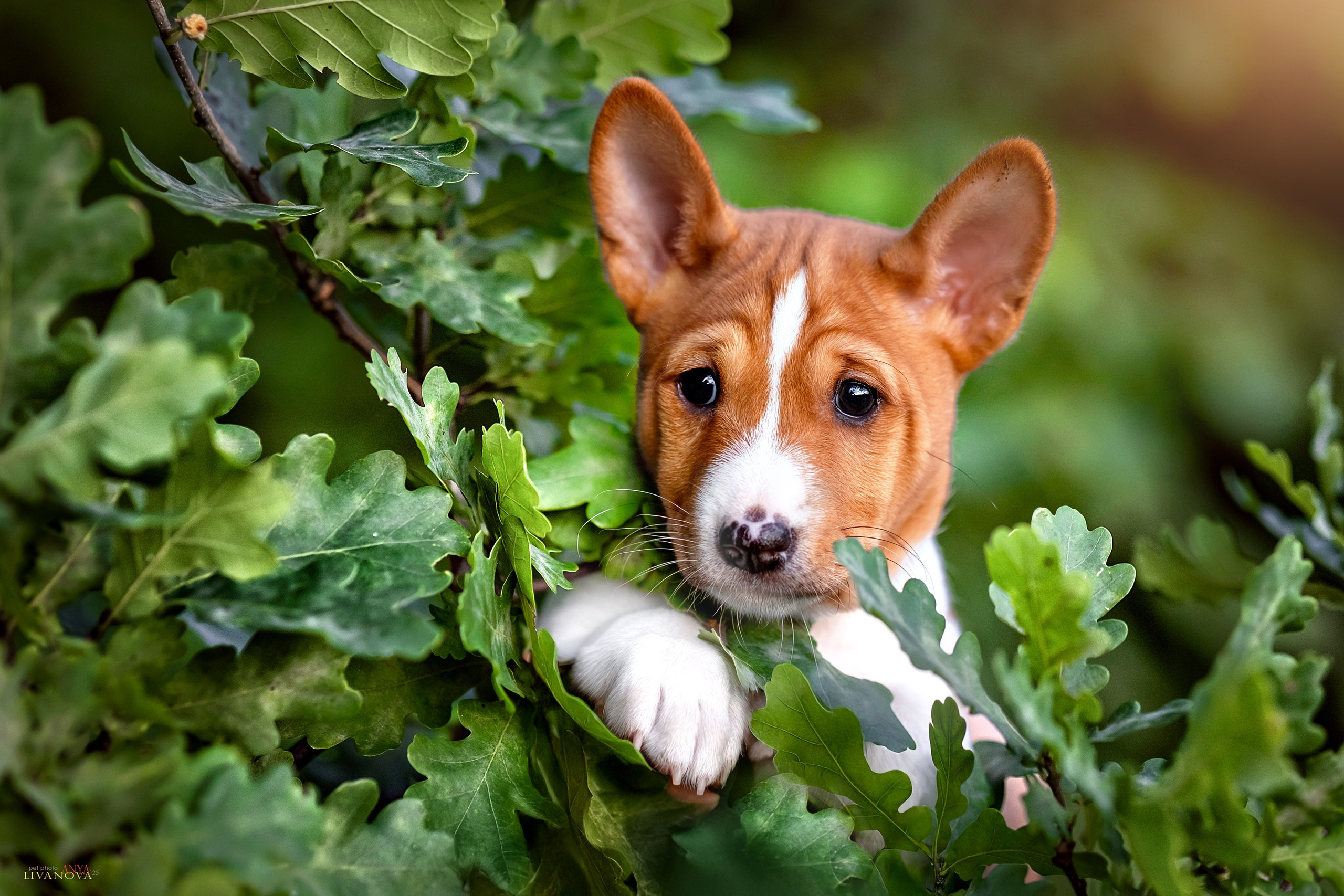 Басенджи. Фотограф анималист Аня Ливанова | Рыбинск