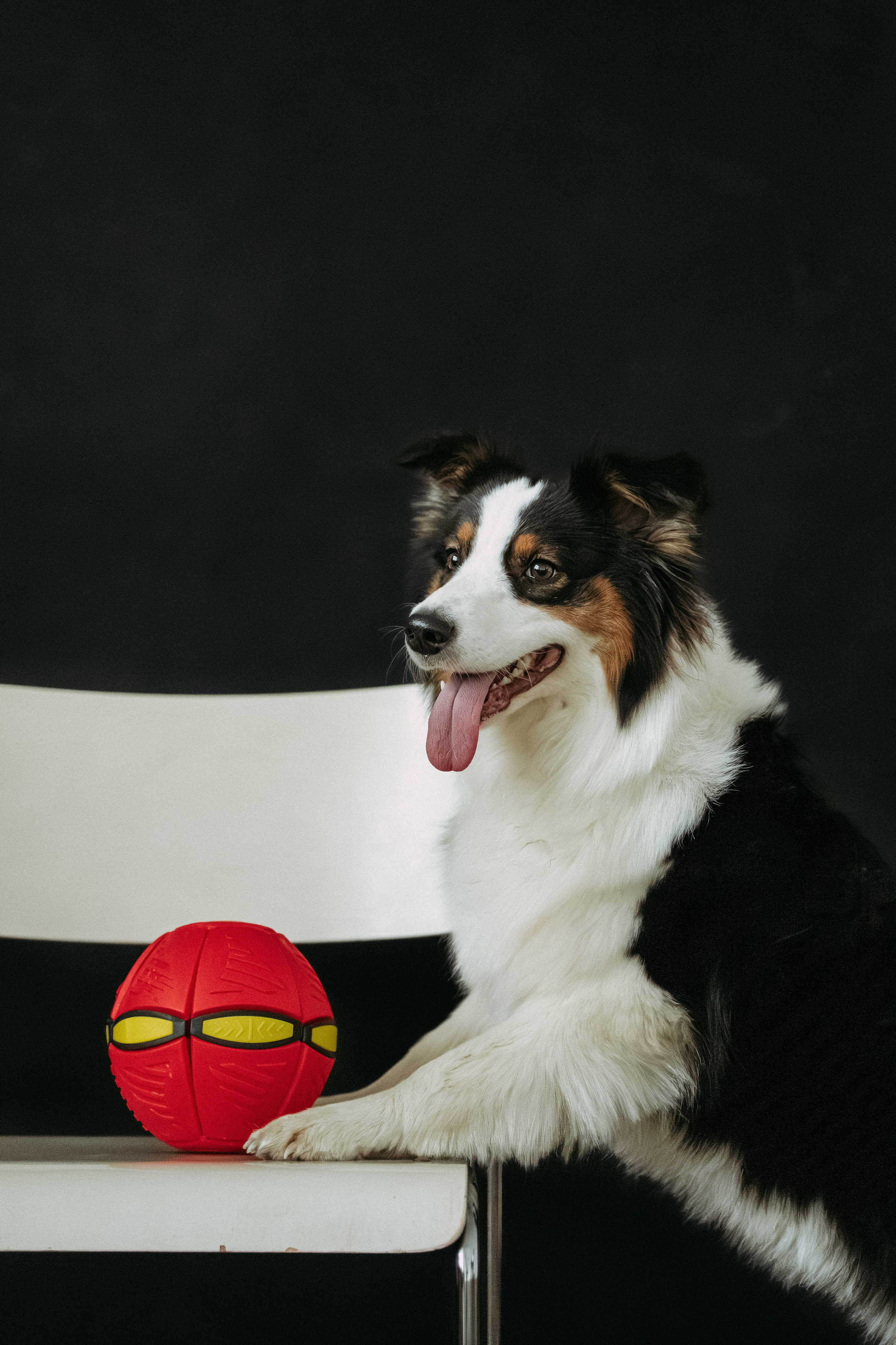 Мячи-попрыгуны. Фотораф — анималист Мария Шистка