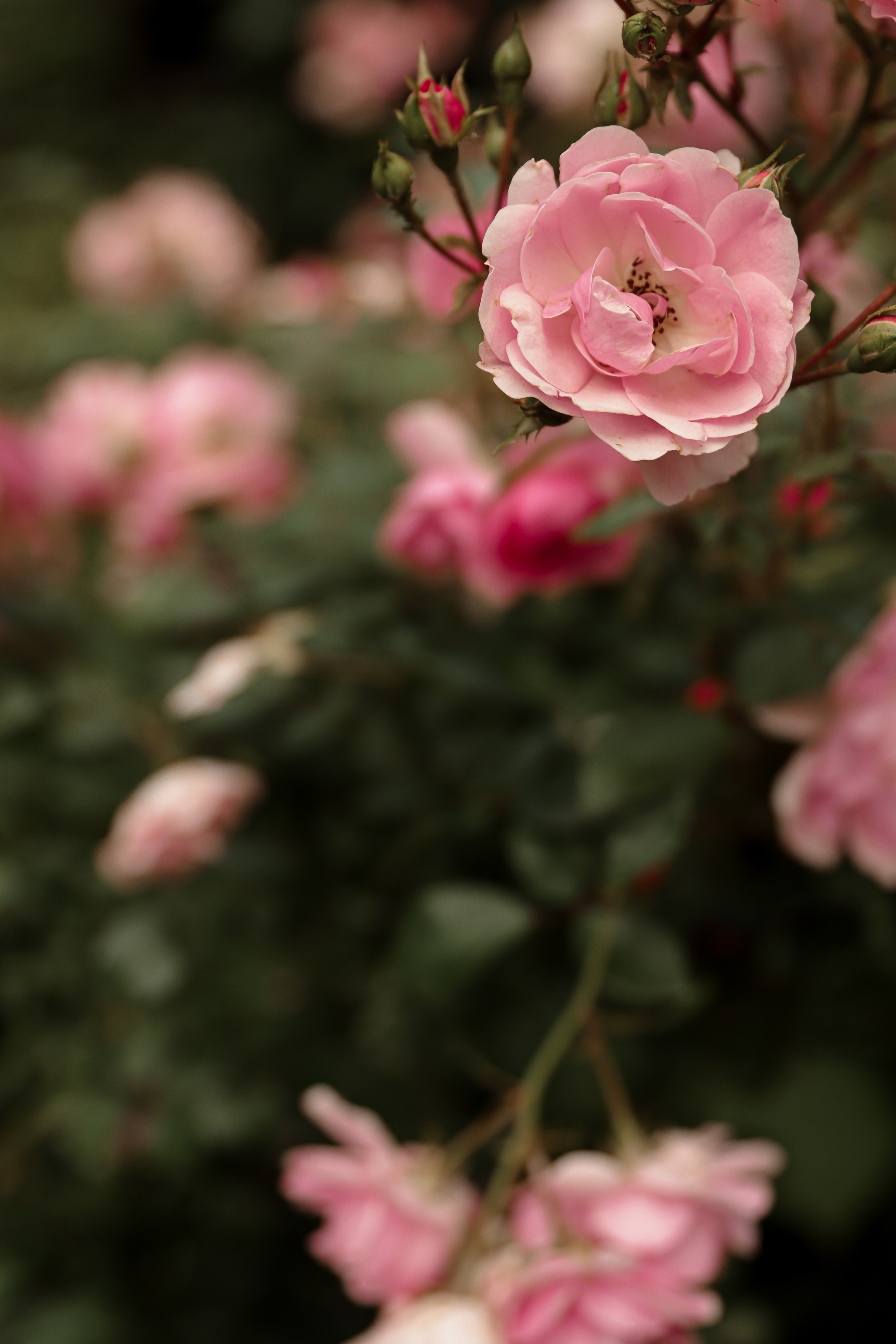 Ilya∞Alyona. Фотограф Анна Веденеева