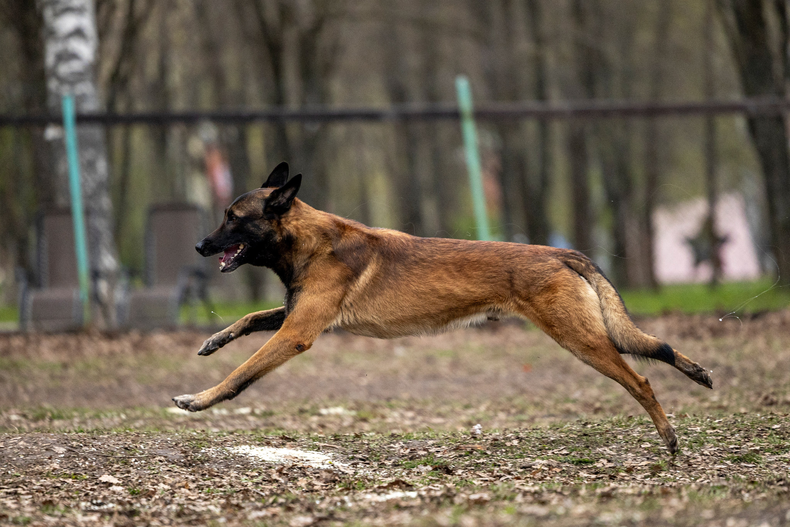 Квалификационные состязания по мондьорингу г. Вологда 11.05.24. Фотограф-анималист Анна Маринич