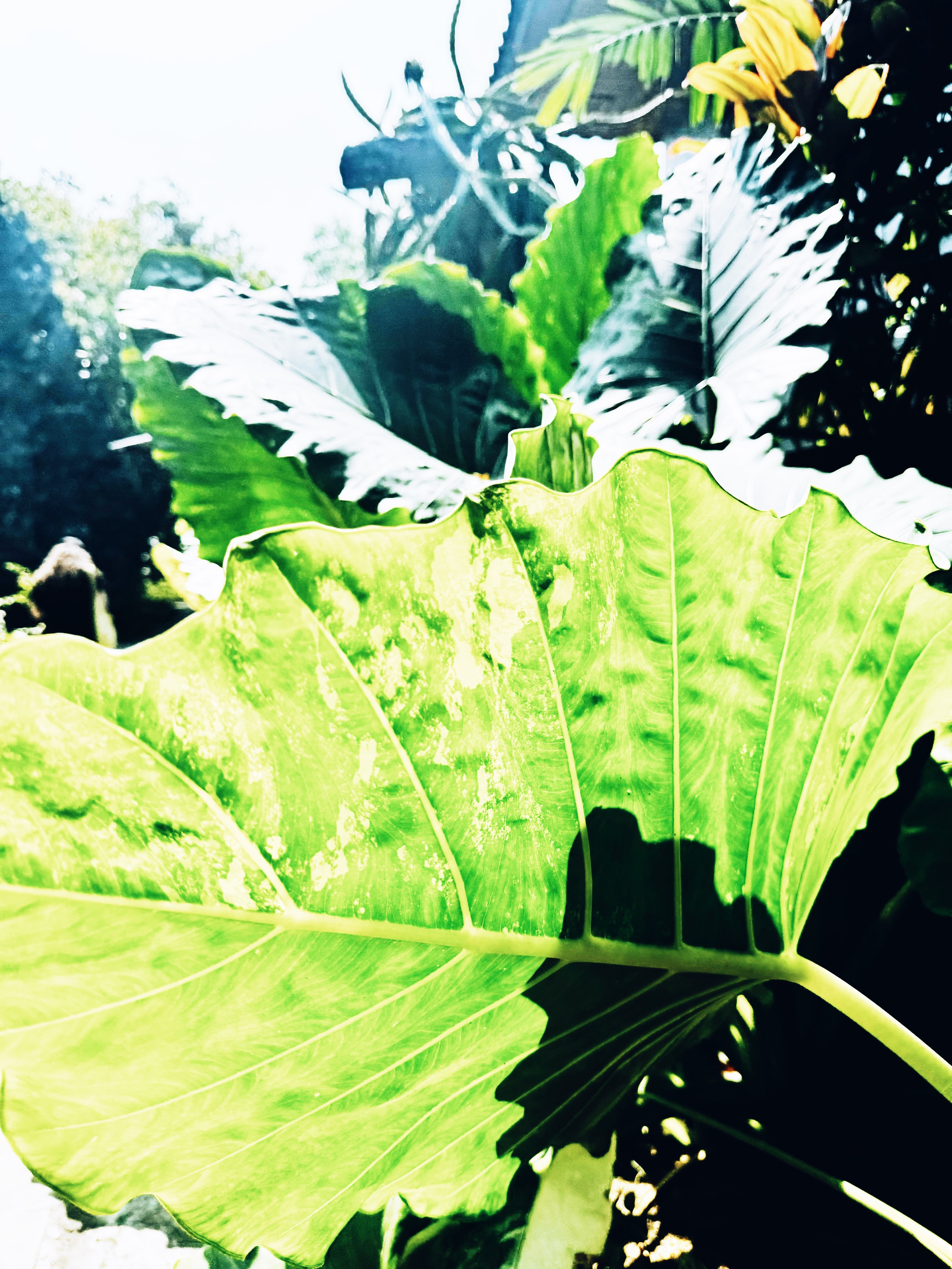 Elements. Carolinetru