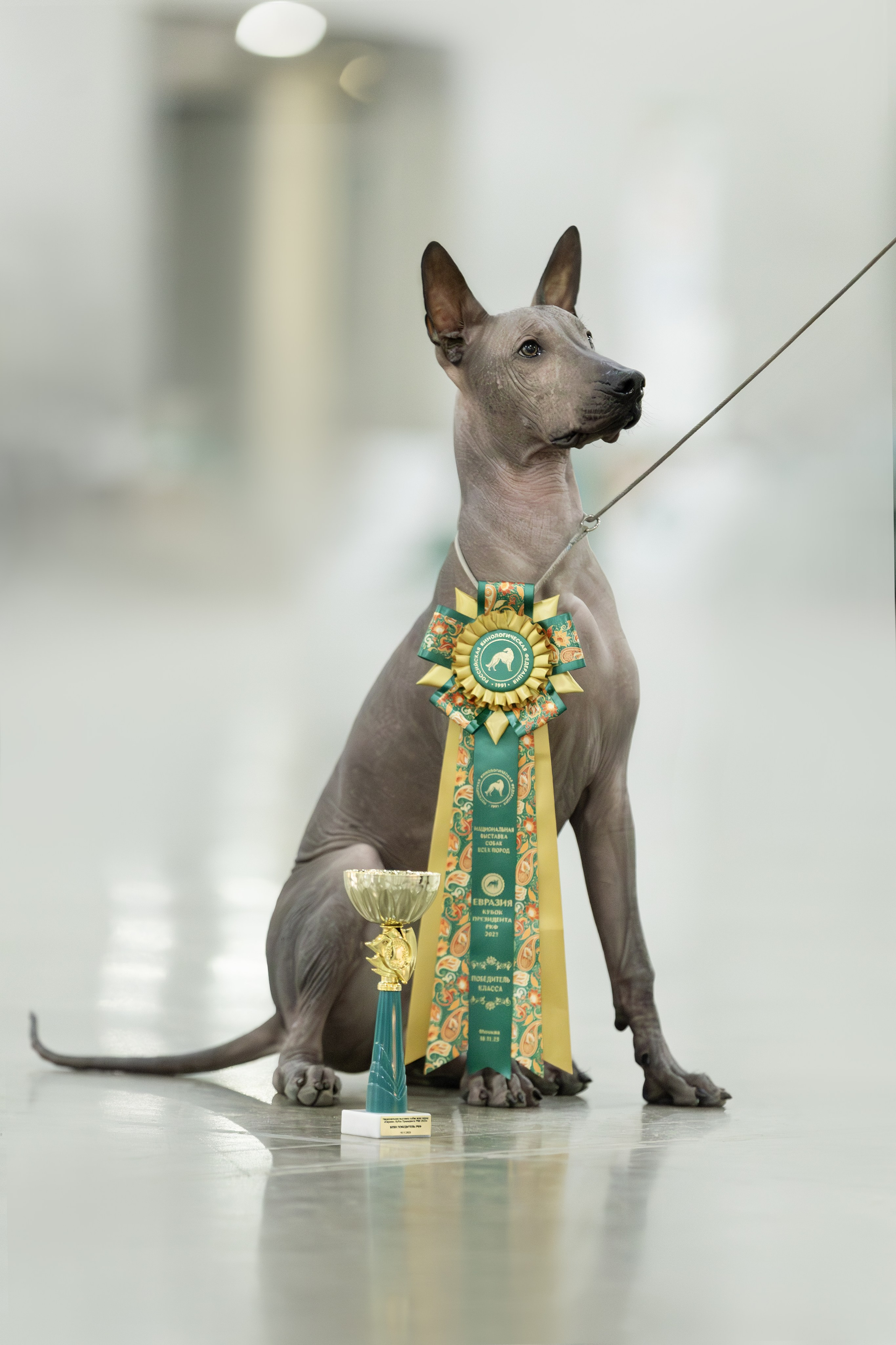 Евразия 2023. Фотограф анималист в Москве Майорова Евгения