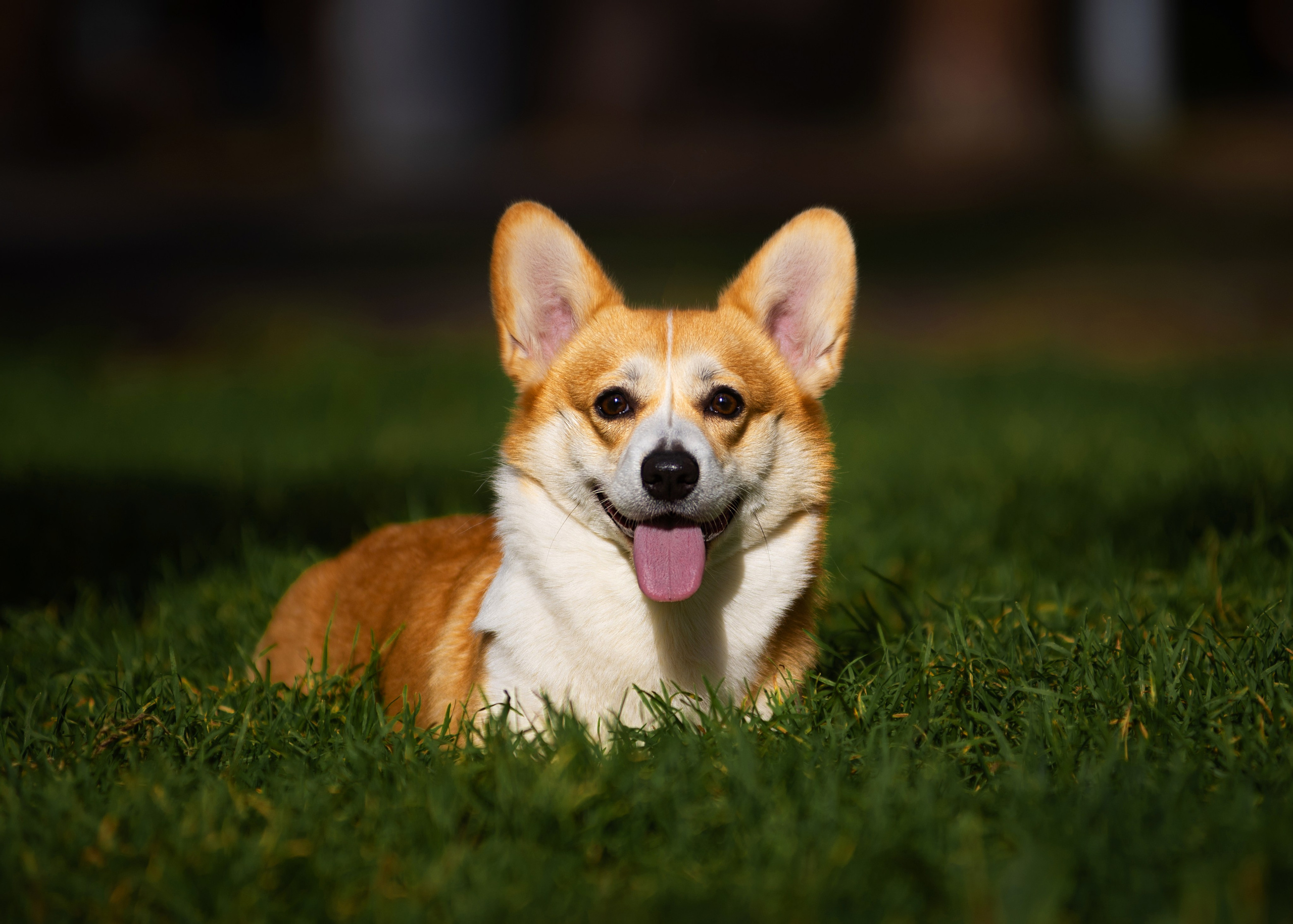 Осень с рыжими собаками. Дог-фотограф в Тюмени Александра Королева