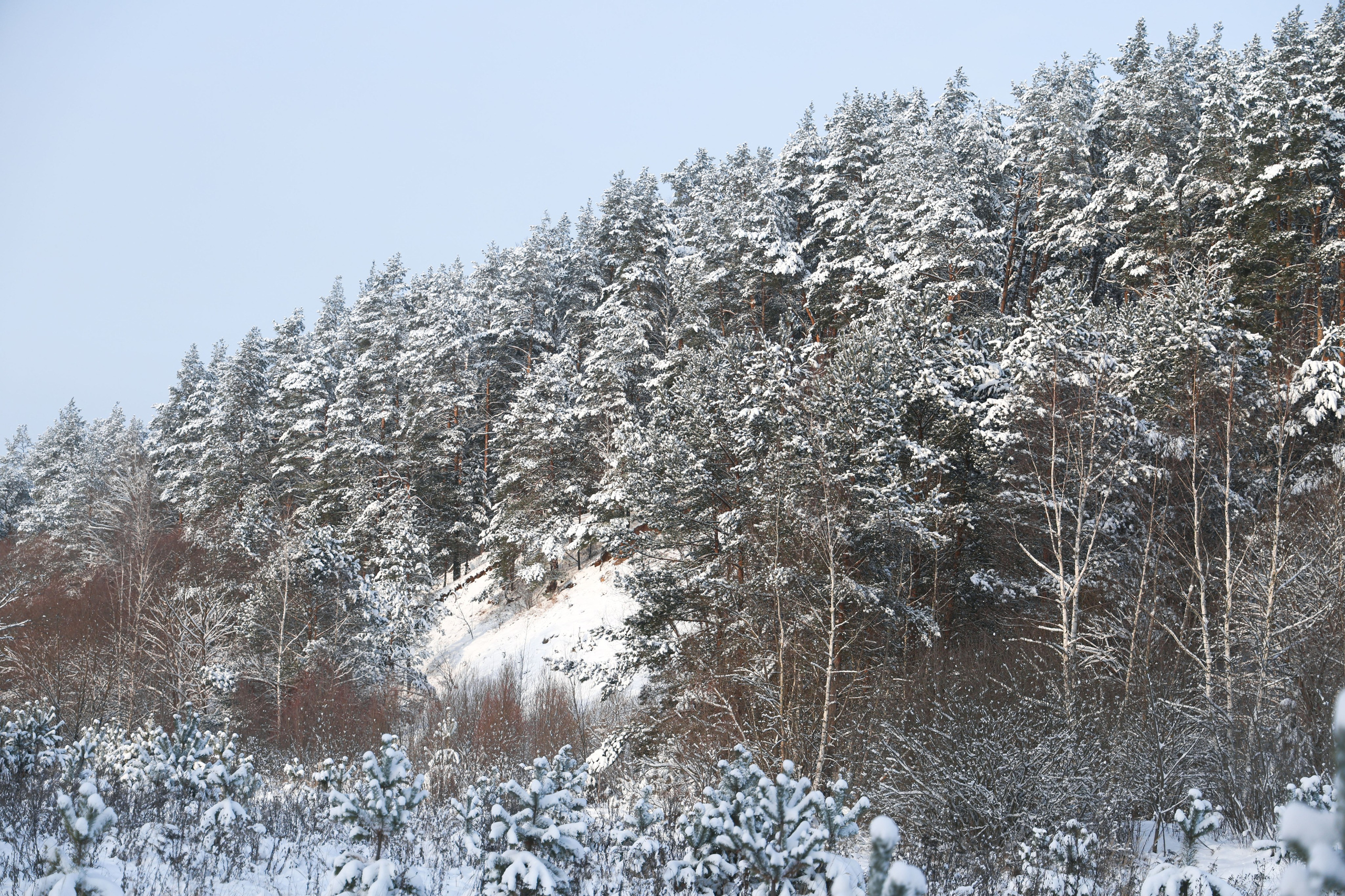 Рождествено Зима 2026. Фотограф Максим Татаринов