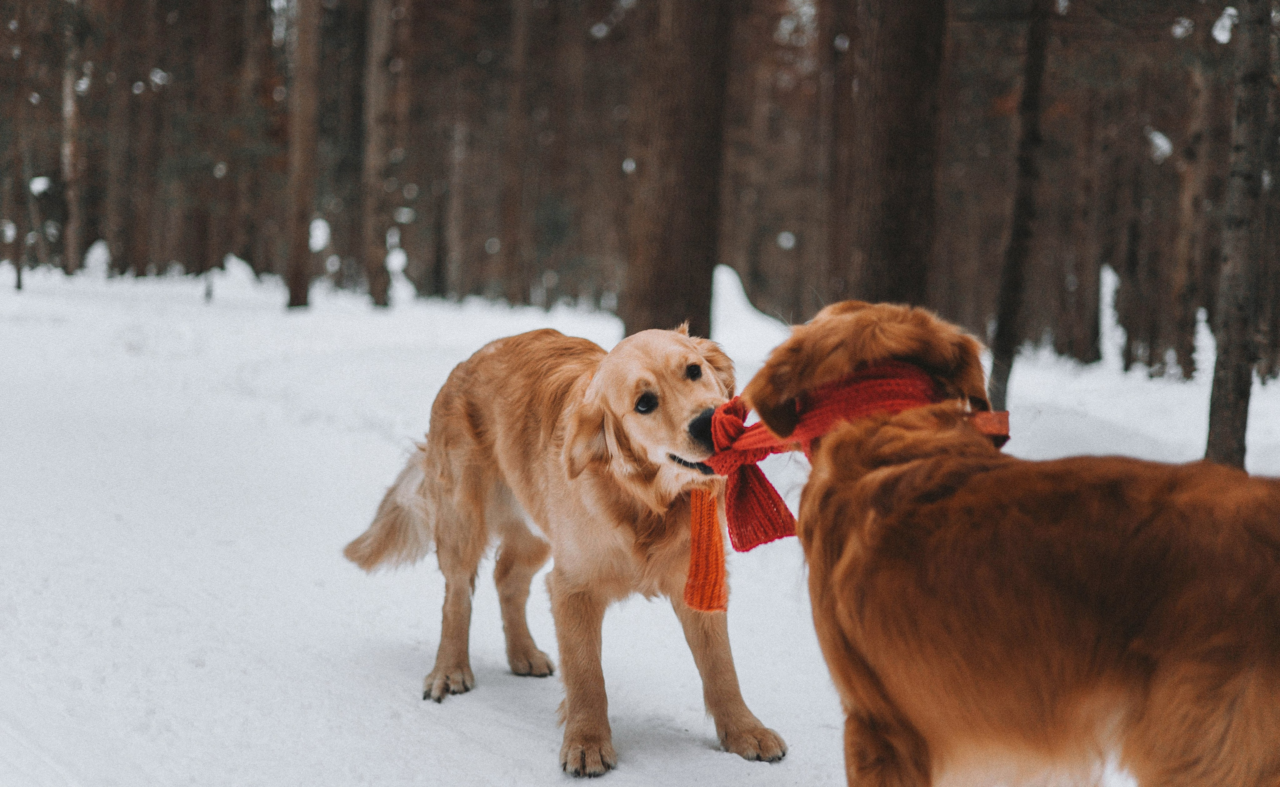 Саша, Юля, Грэй и Джой. Фотограф-анималист Богданова Полина