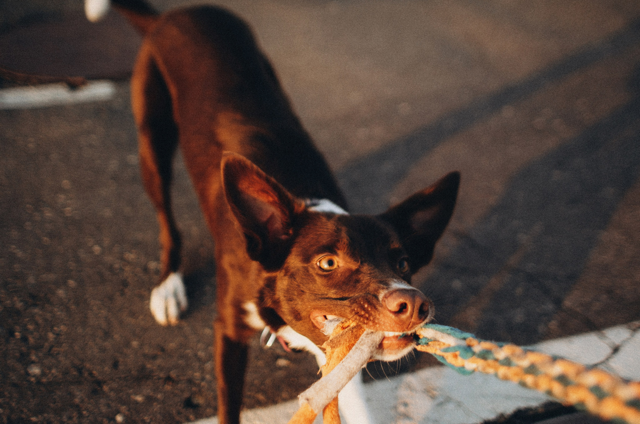Вика и Эсса. Фотограф-анималист Богданова Полина