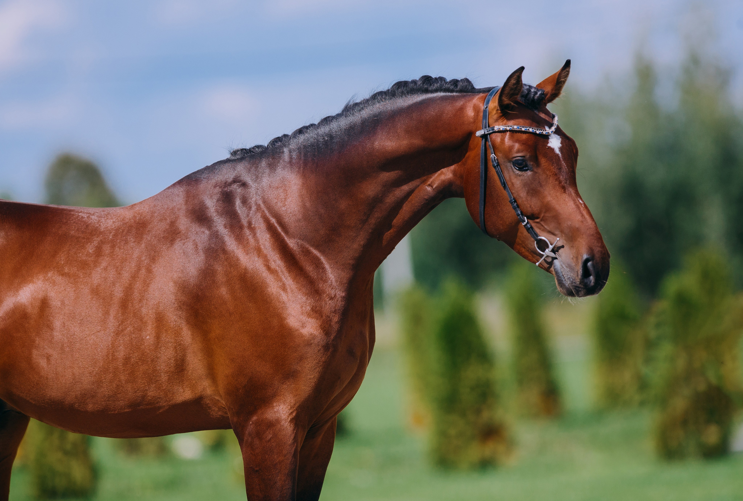 На природе. Фотограф-анималист Ксендзова Кристина