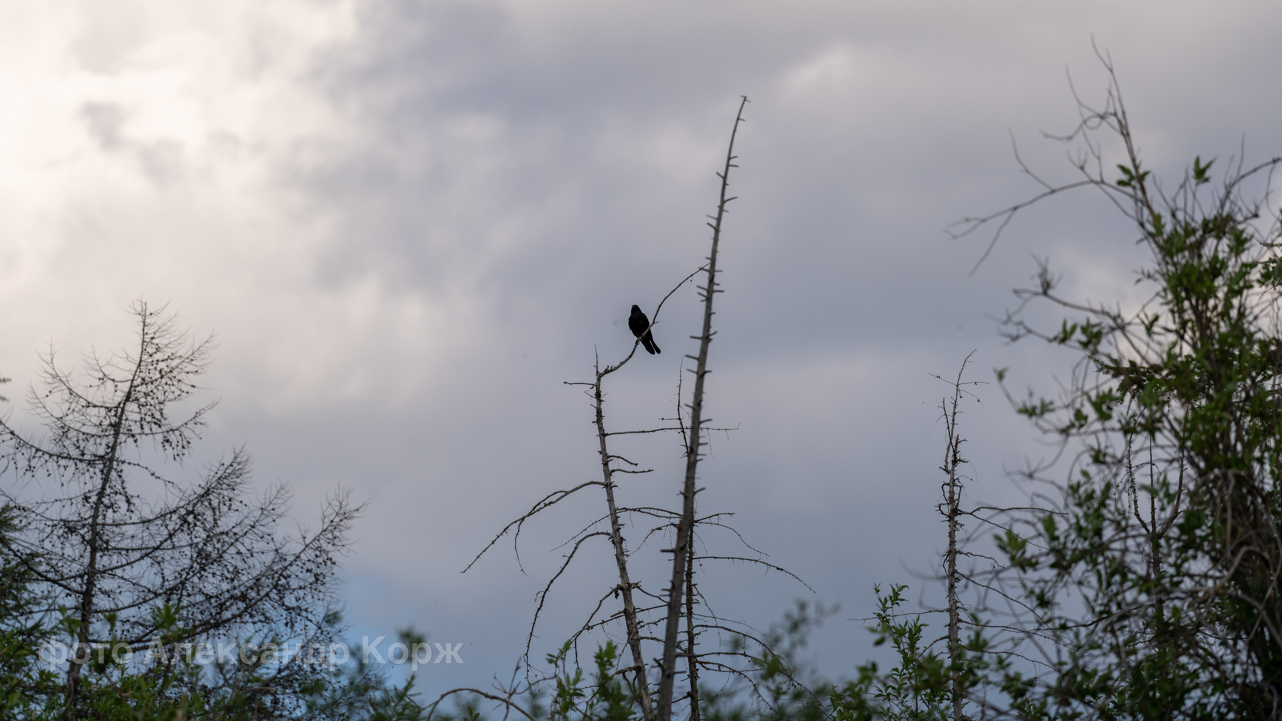Животные. Фотографии и видеосъемка, Айхал, Удачный, Якутия. Фотографии Айхал