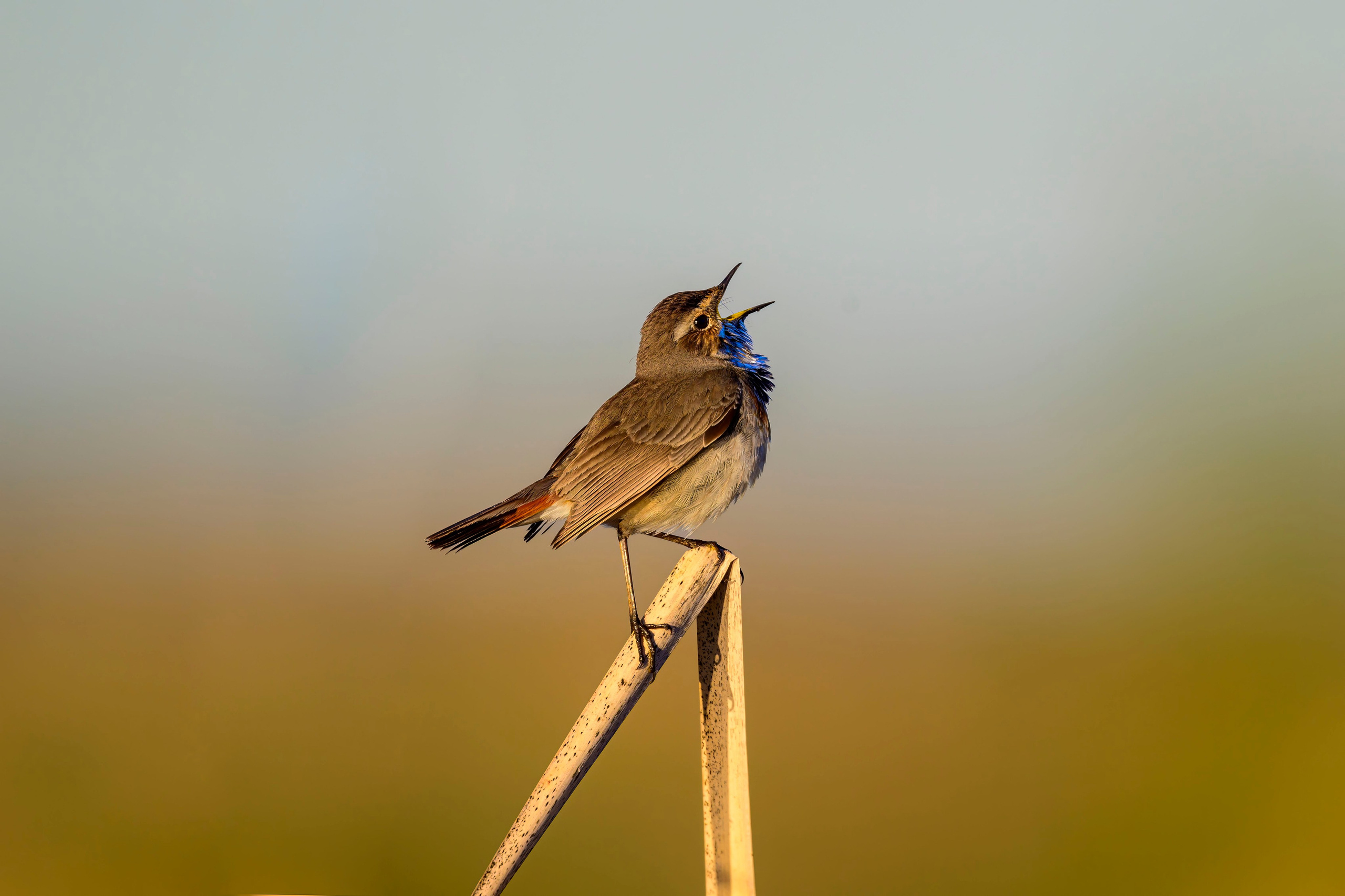 Варакушка. Фотограф Сергей Пупонин