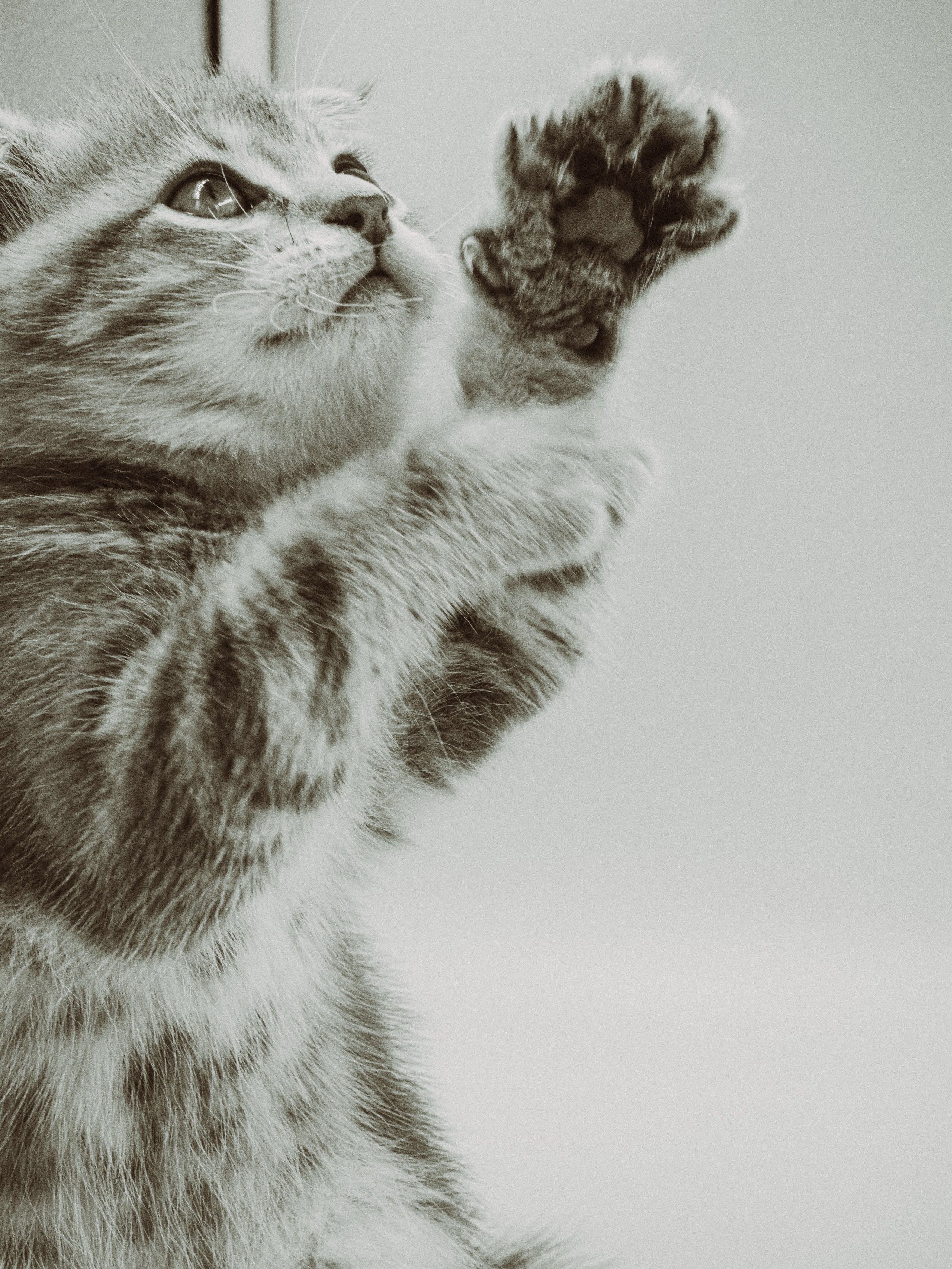 Съемка ЖИВОТНЫХ. VSolo — ваш EVENT фотограф