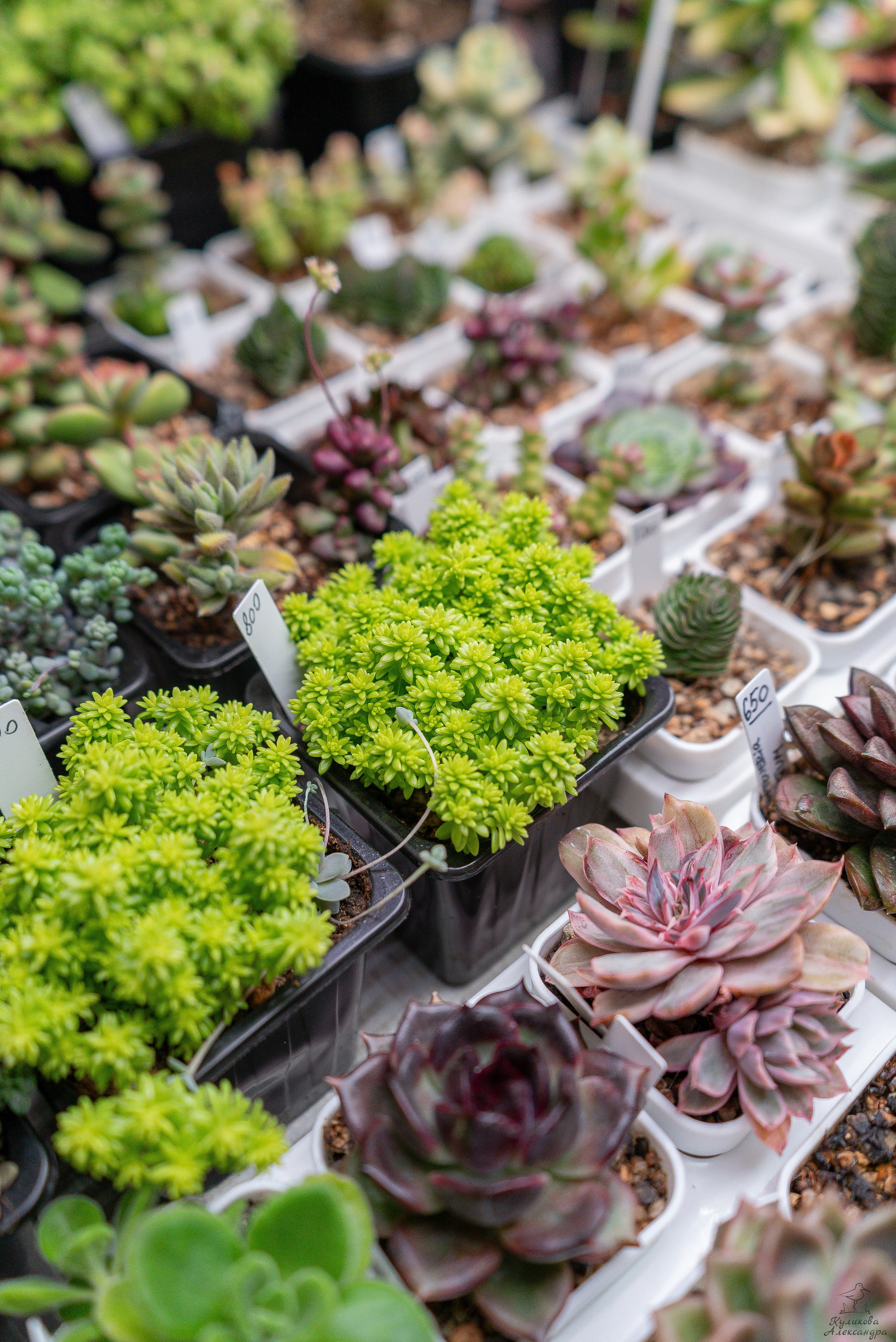 Гроубокс Артплей апрель. Александра Куликова фотограф, Москва