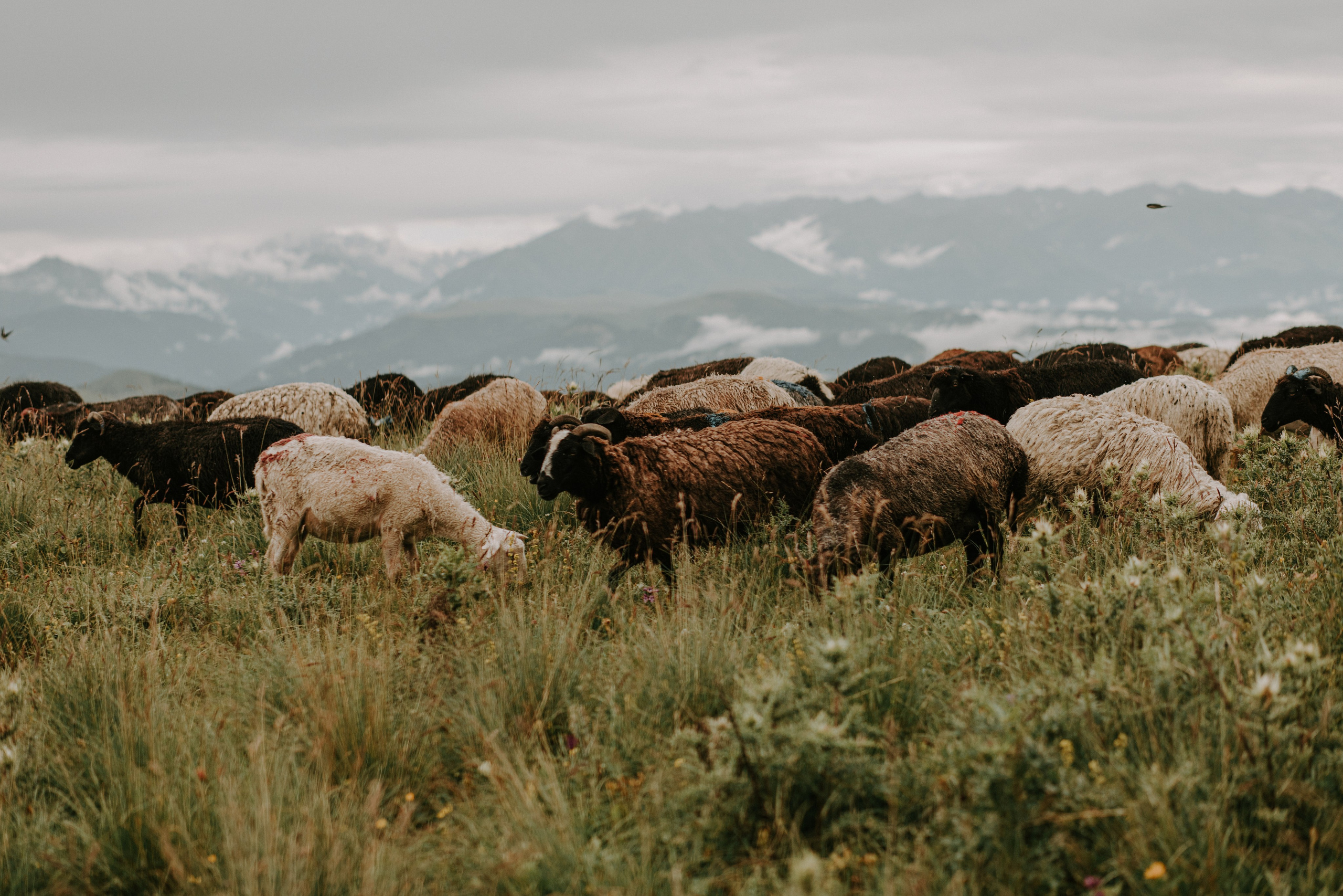 VADIM & ALINA | GUM-BASHI. Фотограф Настя Конник | Пятигорск | Эльбрус | Домбай | Архыз