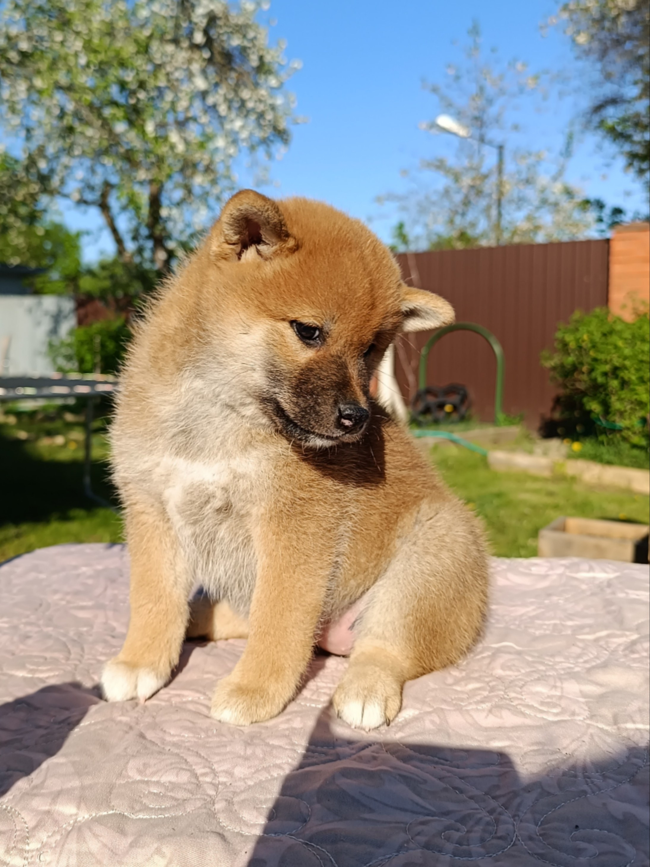 сиба питомник Рубилайт щенки на продажу rubylight  сиба щенки купить СПб Санкт-Петербург