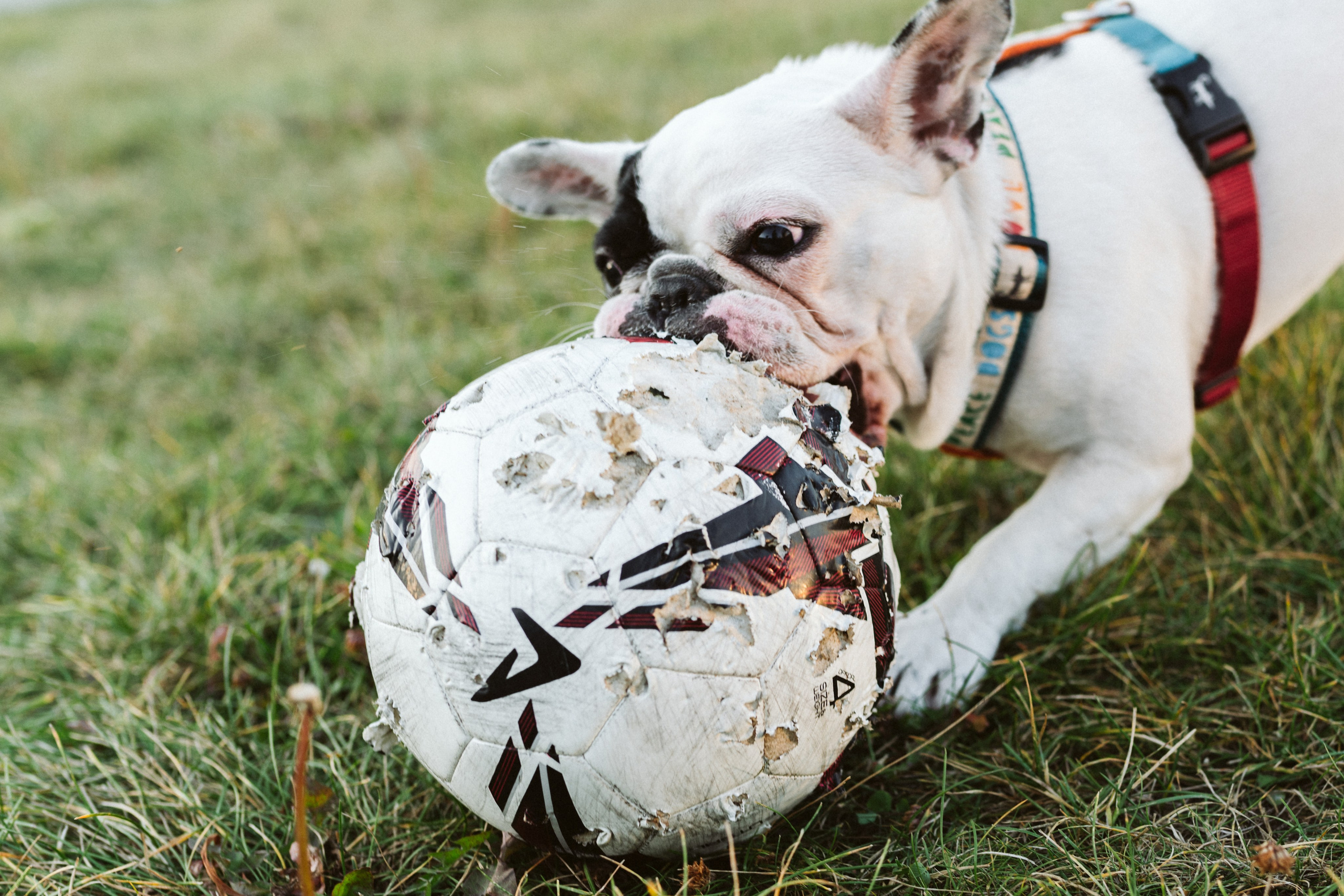 Инна и Белль. Фотограф анималист в Москве Ольга Агушева