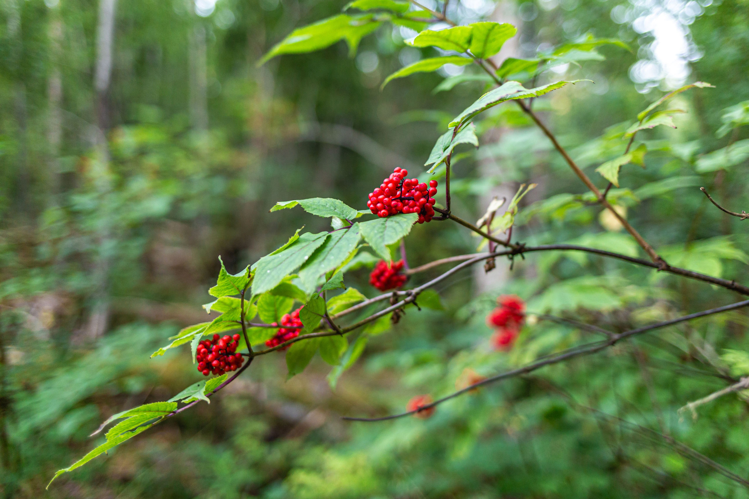 Приозерск. Фотограф в Санкт-Петербурге Чумаков Семен