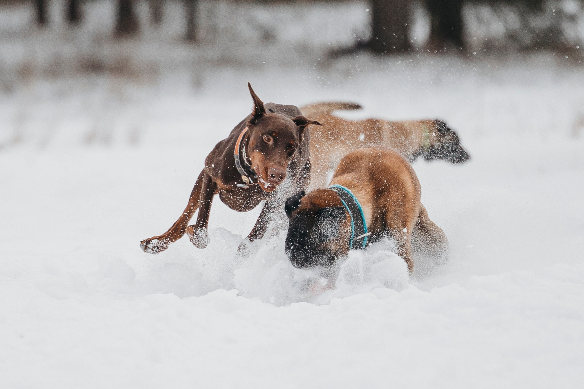 Даша, Омен, Айс и Рицу. Фотограф-анималист Анна Маринич