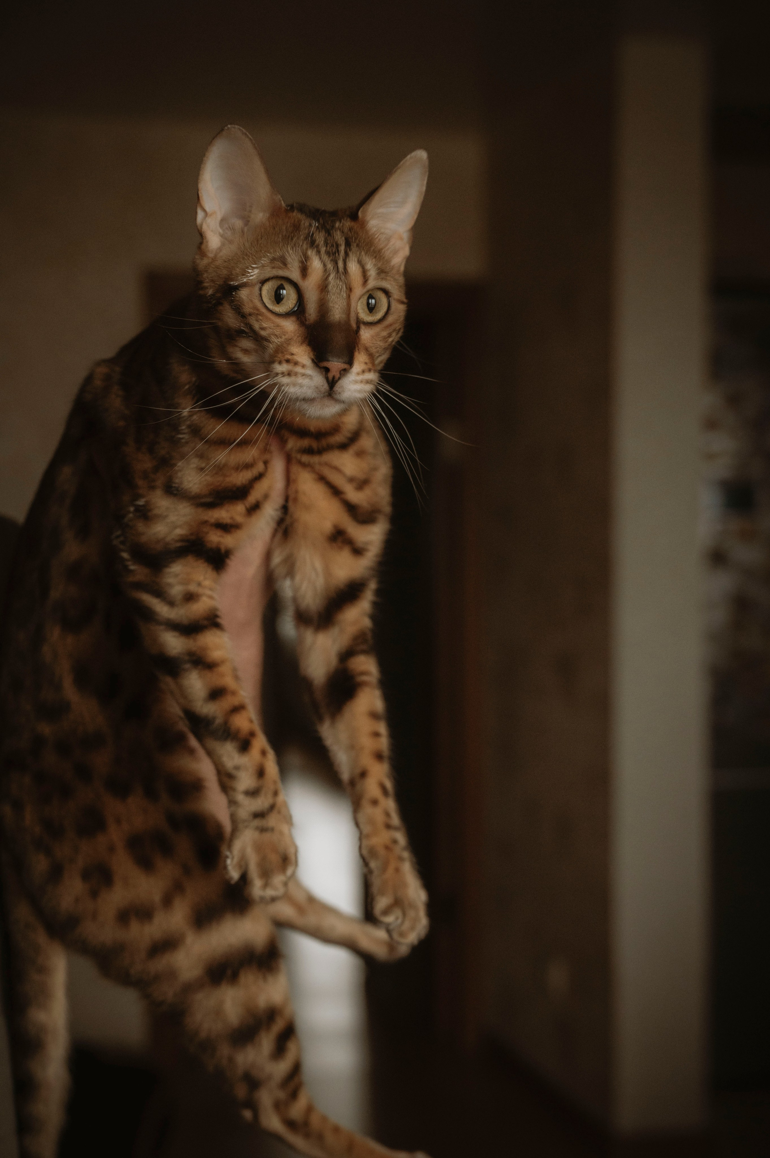 Домашняя семейная фотосессия. Фотограф беременных, лайфстаил фотограф, Ньюборн фотограф, все включено