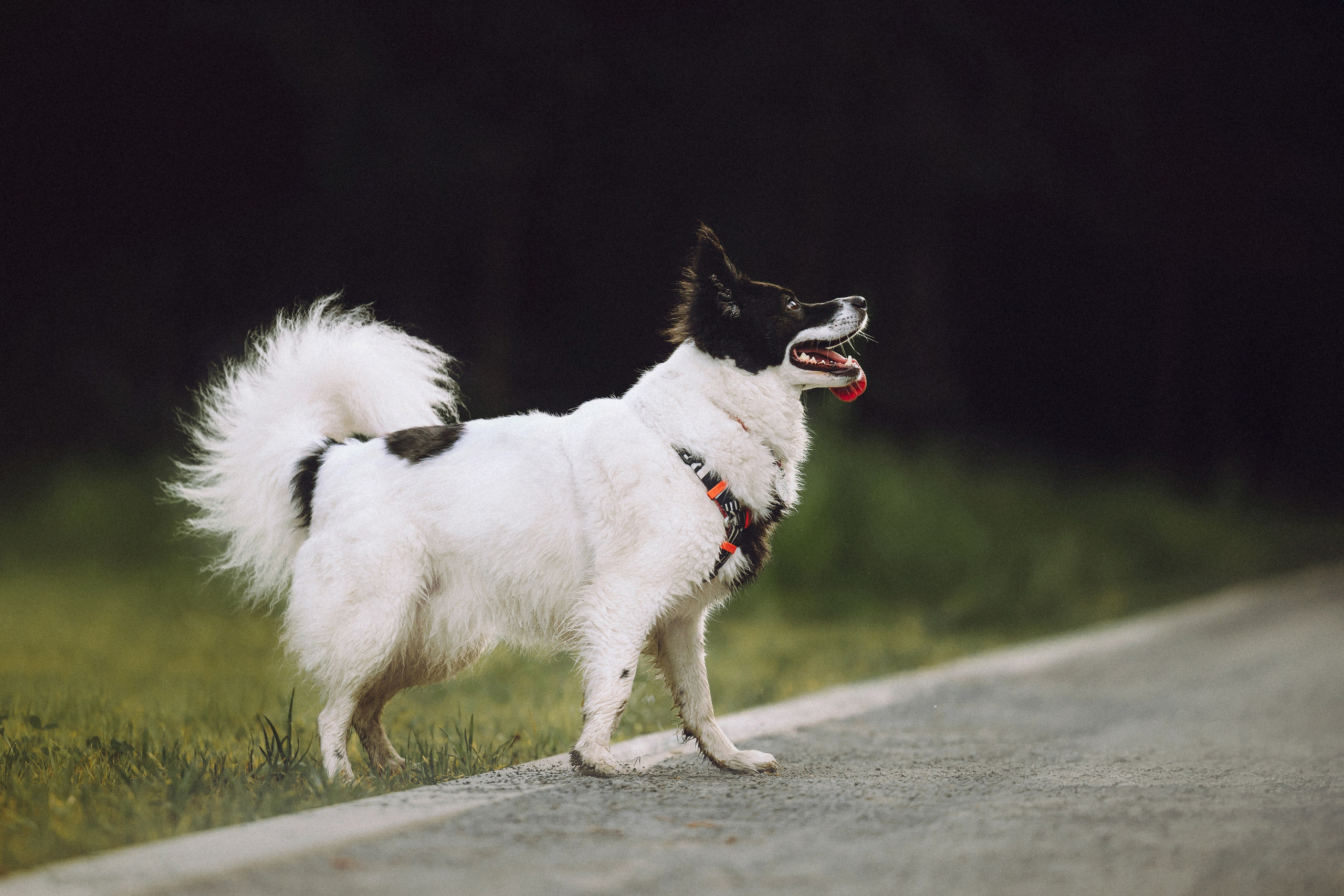 Фифа, Кнопка, Бублик и их семья