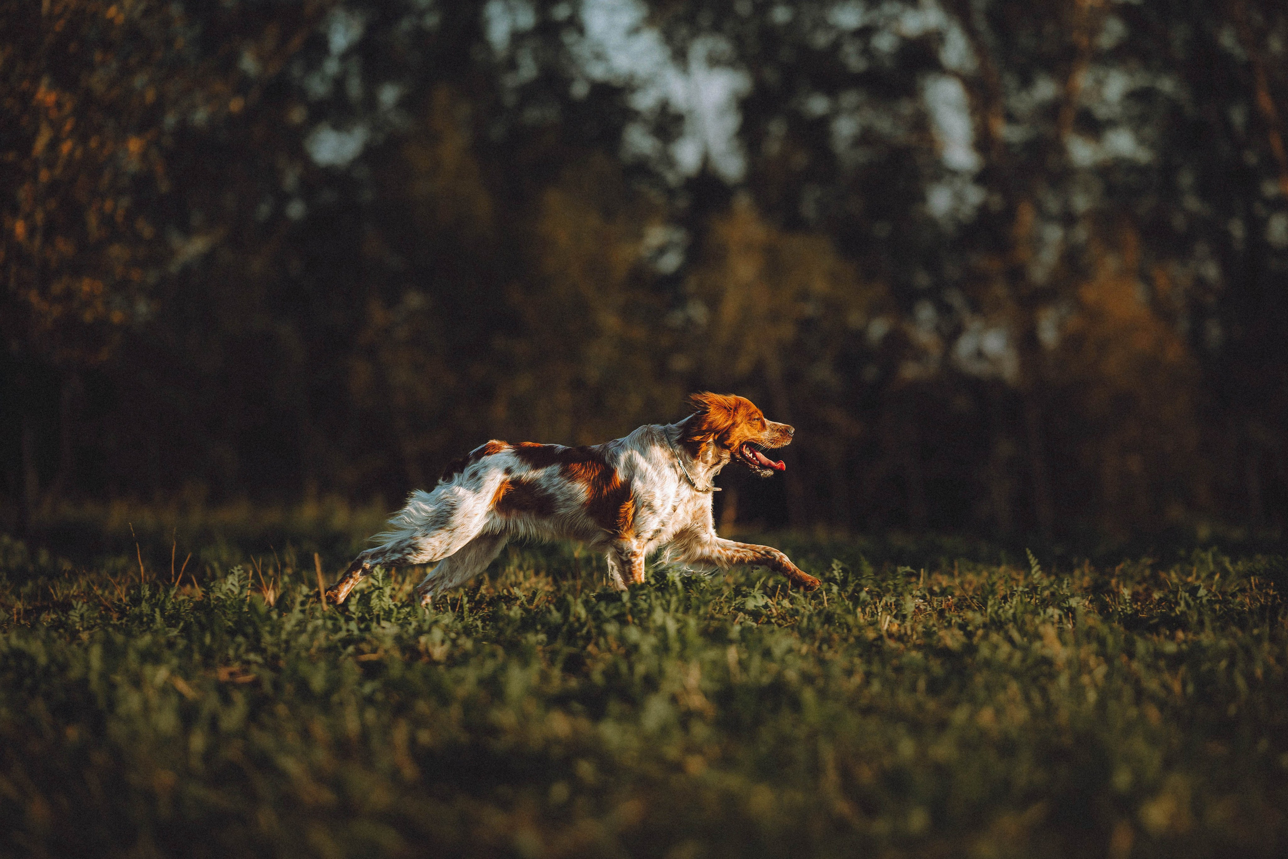Камри и Пафи