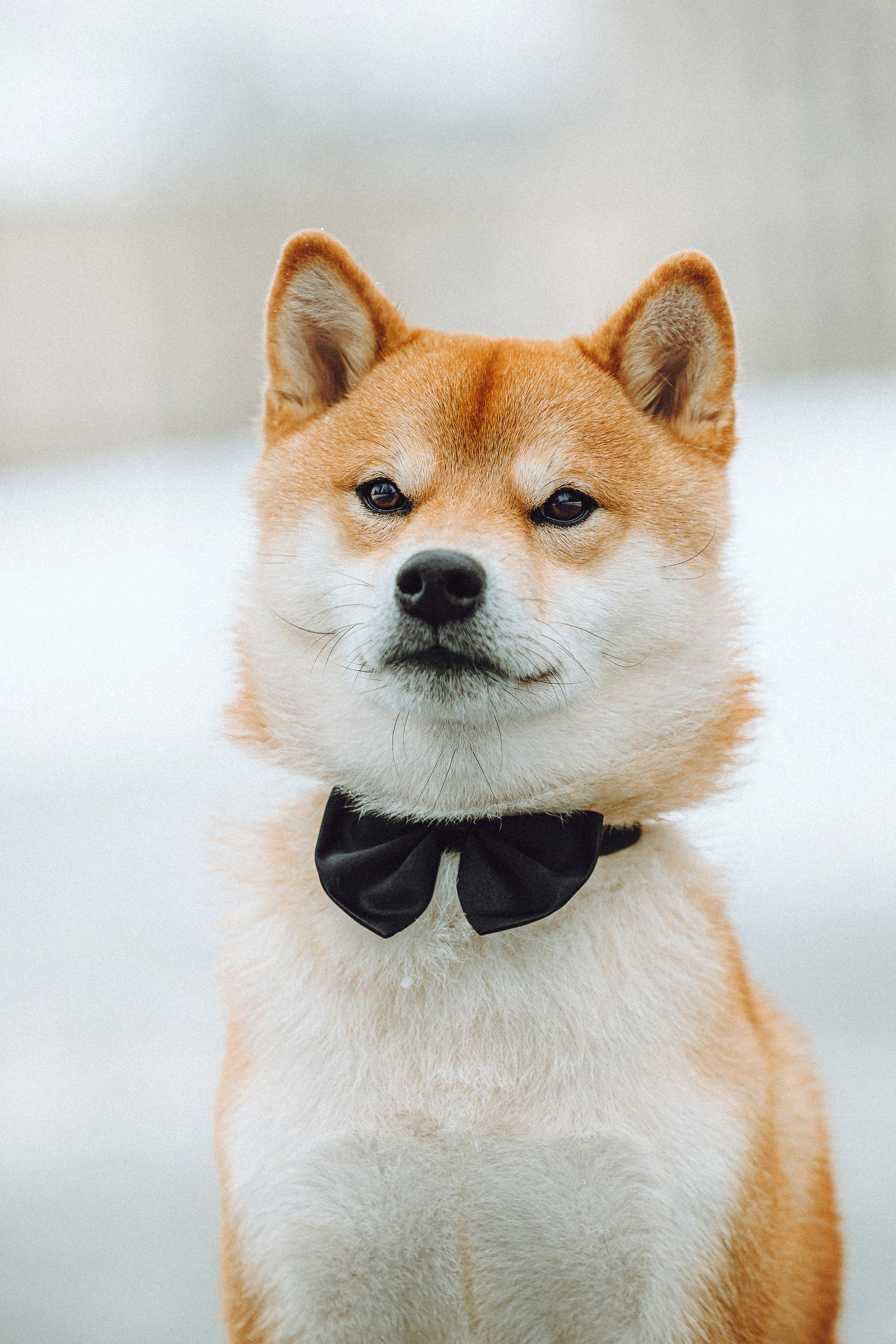 Настя и Ронин