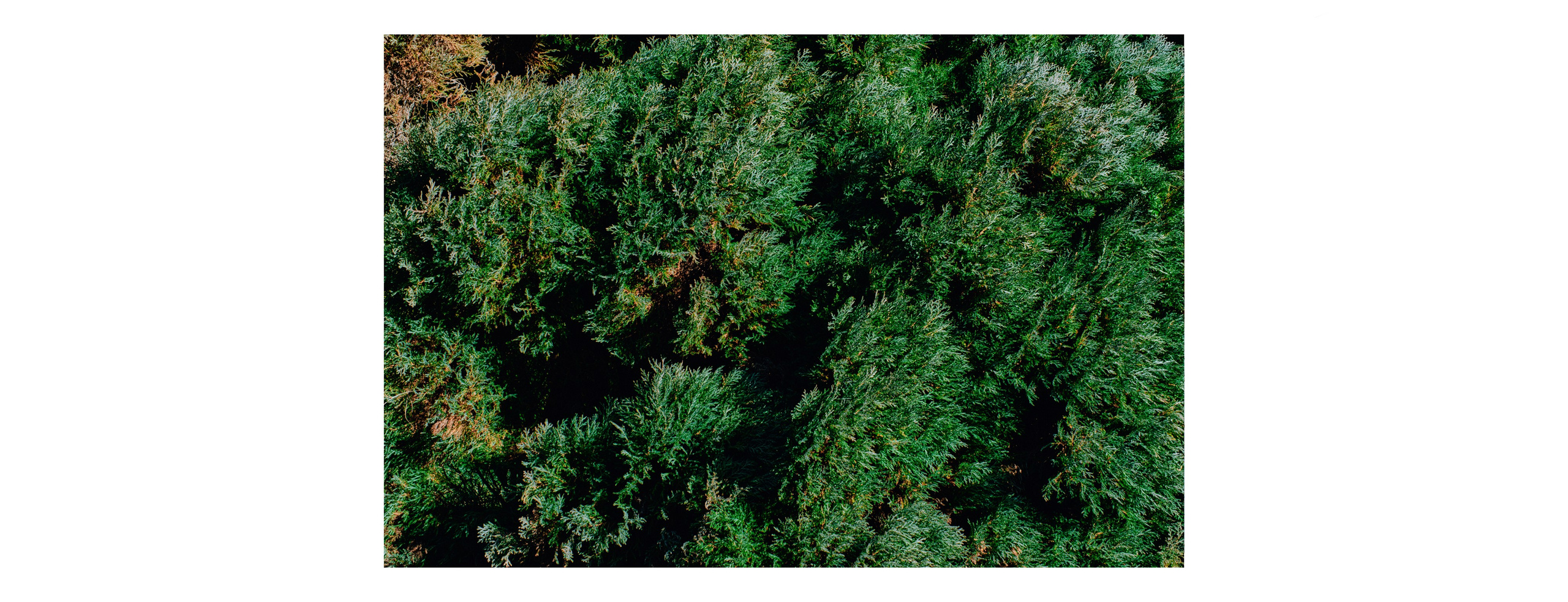 Роза Хутор 2025. Фотограф Аннё| Москва