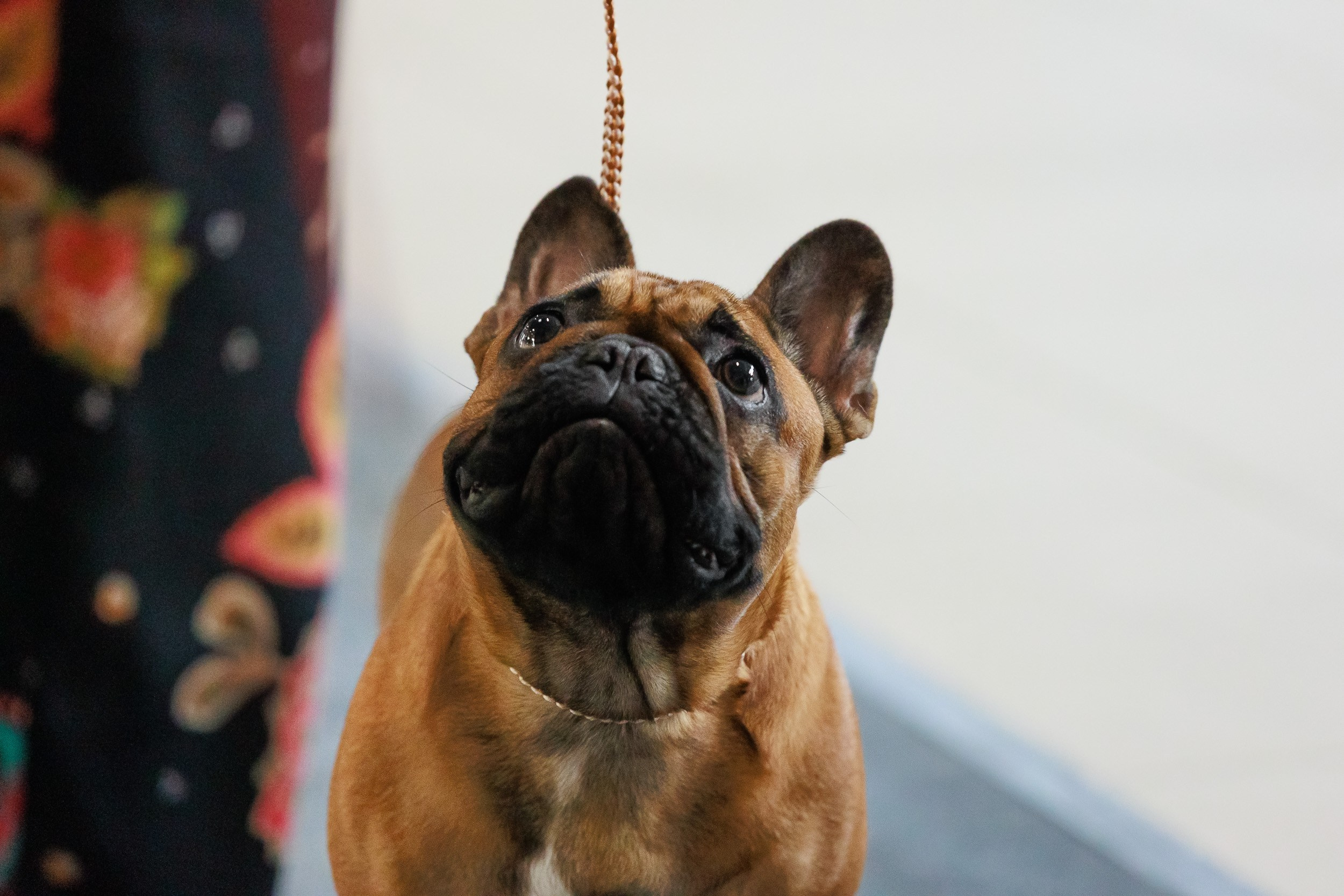 Бронницы. Фотограф анималист, семейный фотограф, фотограф собак Комратова Мария. г. Москва