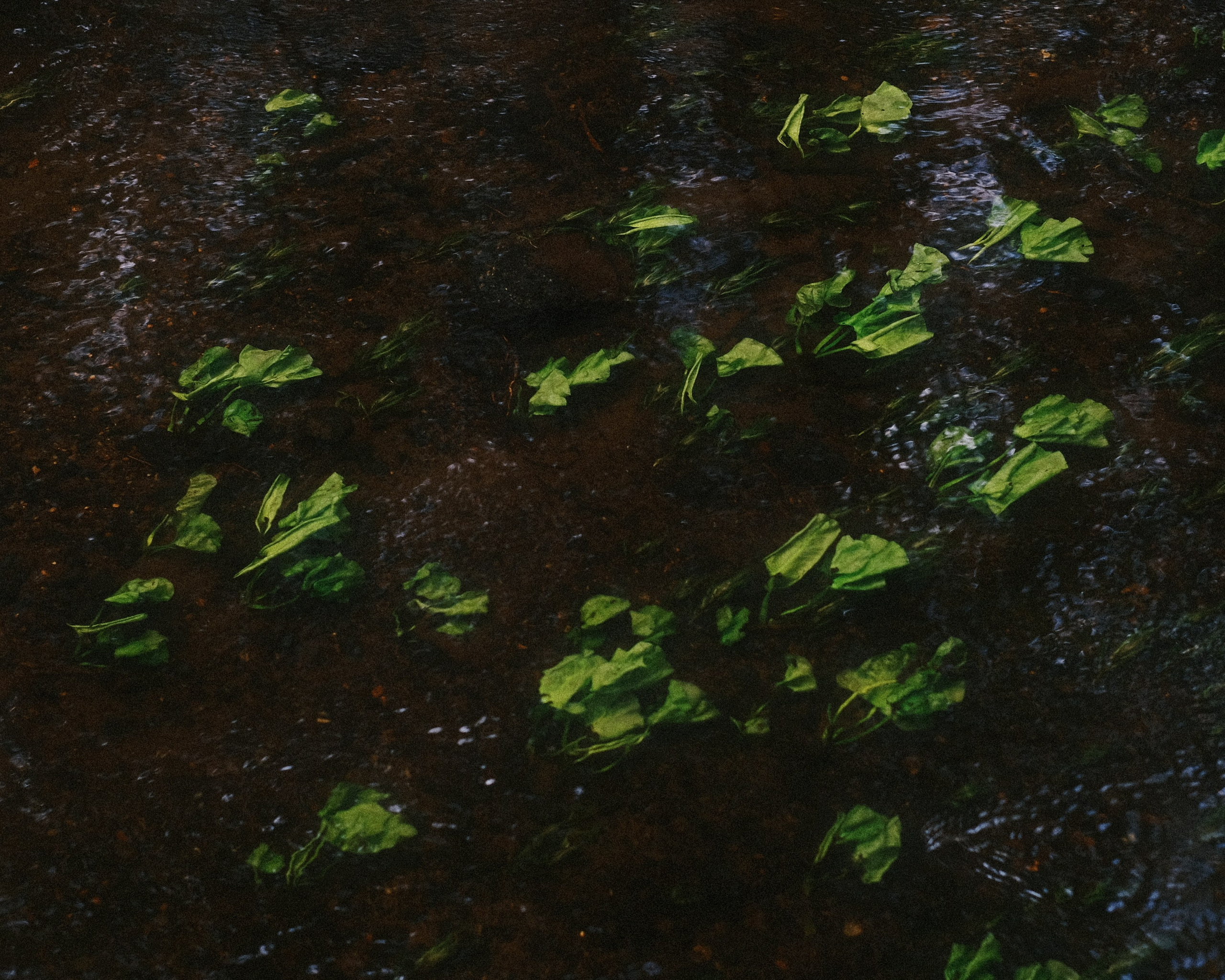 Орехово | май 2025