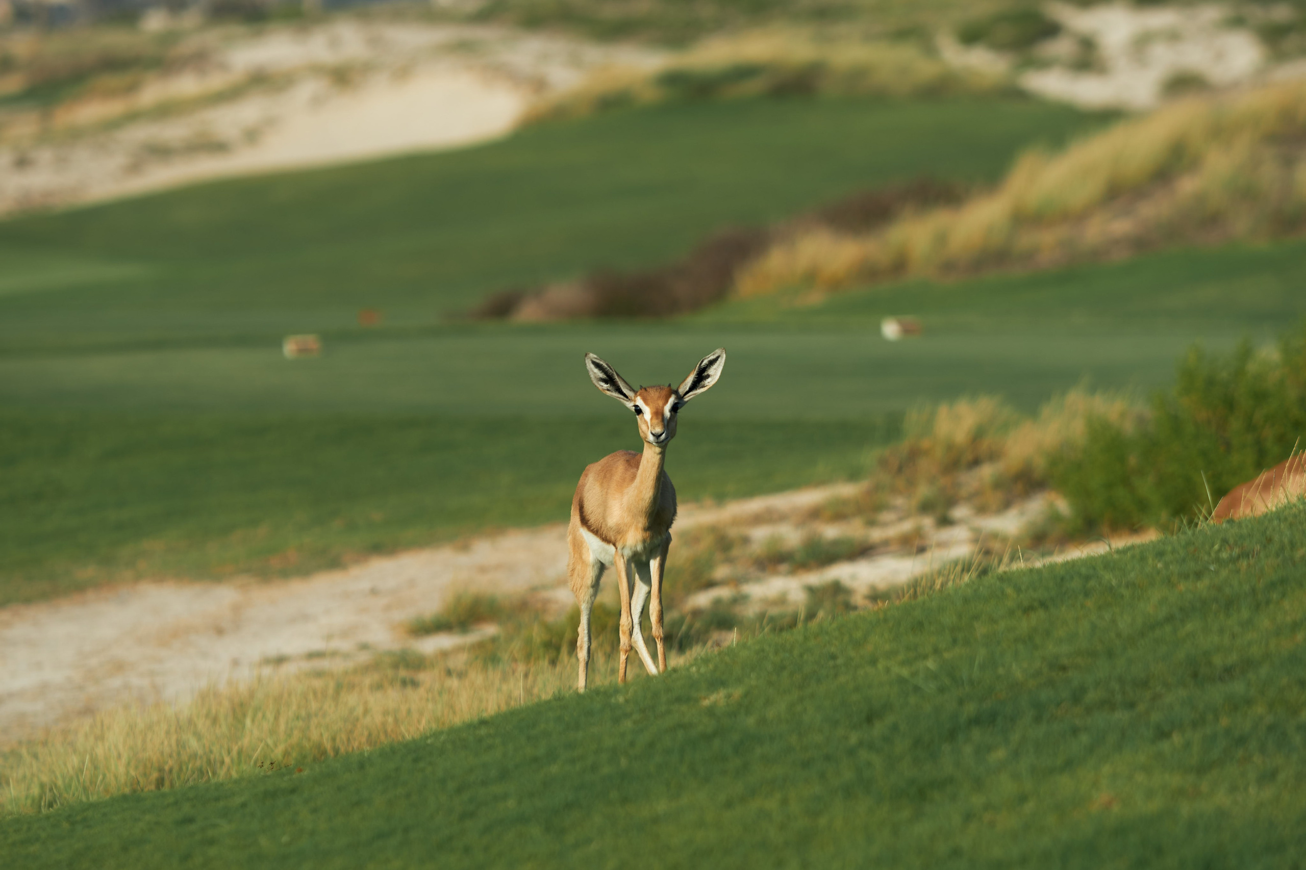 UAE GOLF. Фотограф Наталья Леонова