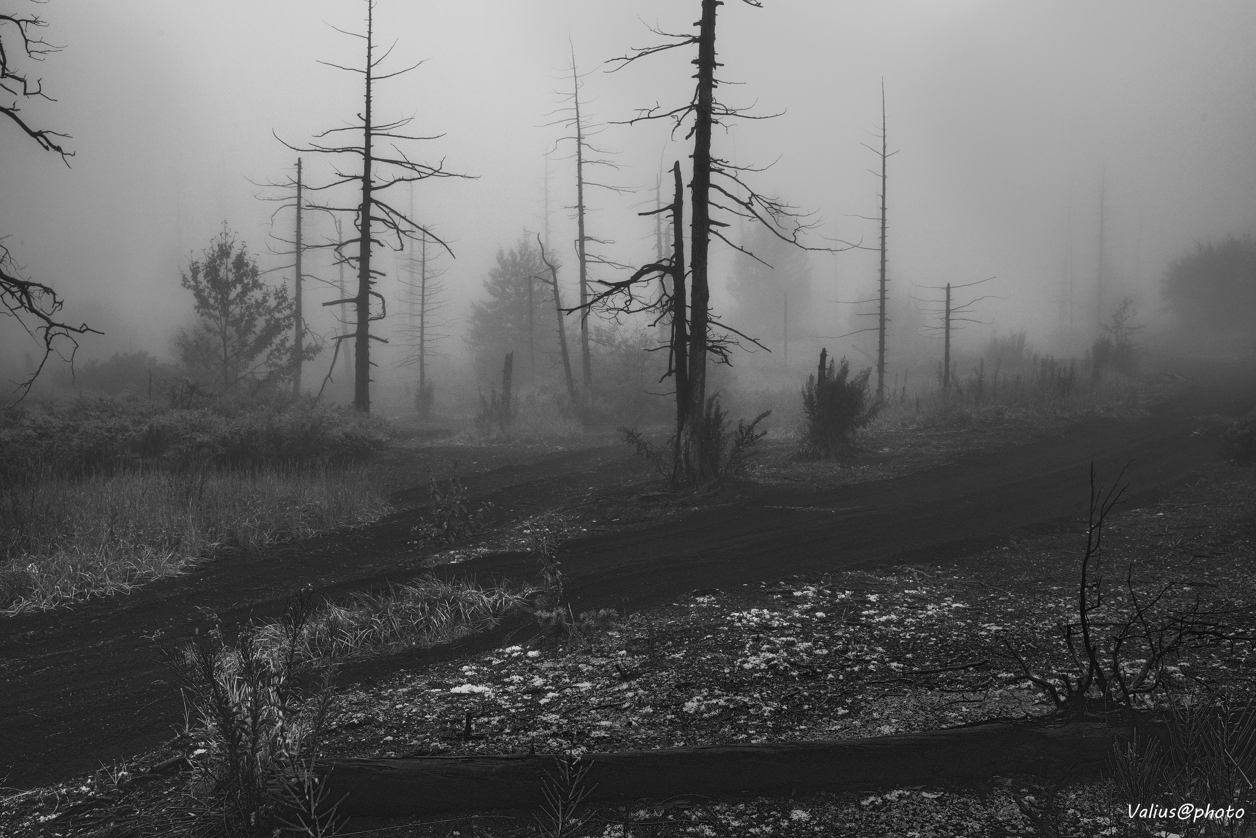 Камчатка. Толбачик. Мёртвый лес. Марсово поле. Лавовое поле.