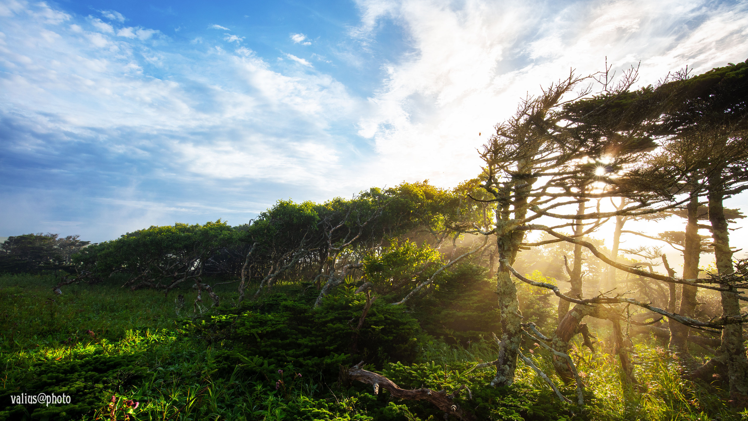 Рассвет на острове Шикотан. Солнечные лучи пробиваются сквозь крону деревьев.