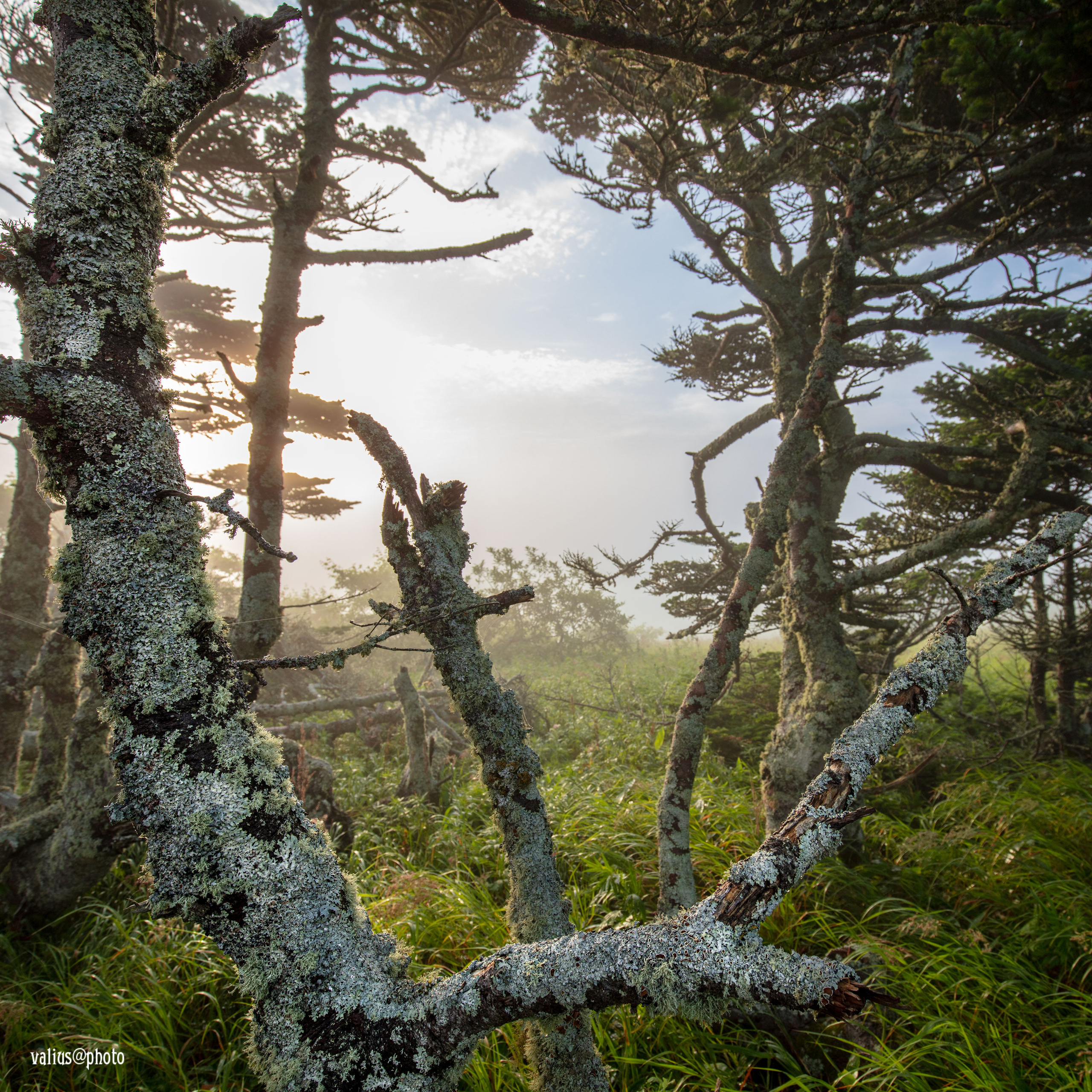 Рассвет на острове Шикотан, утренний туман, дымка и деревья в тумане.