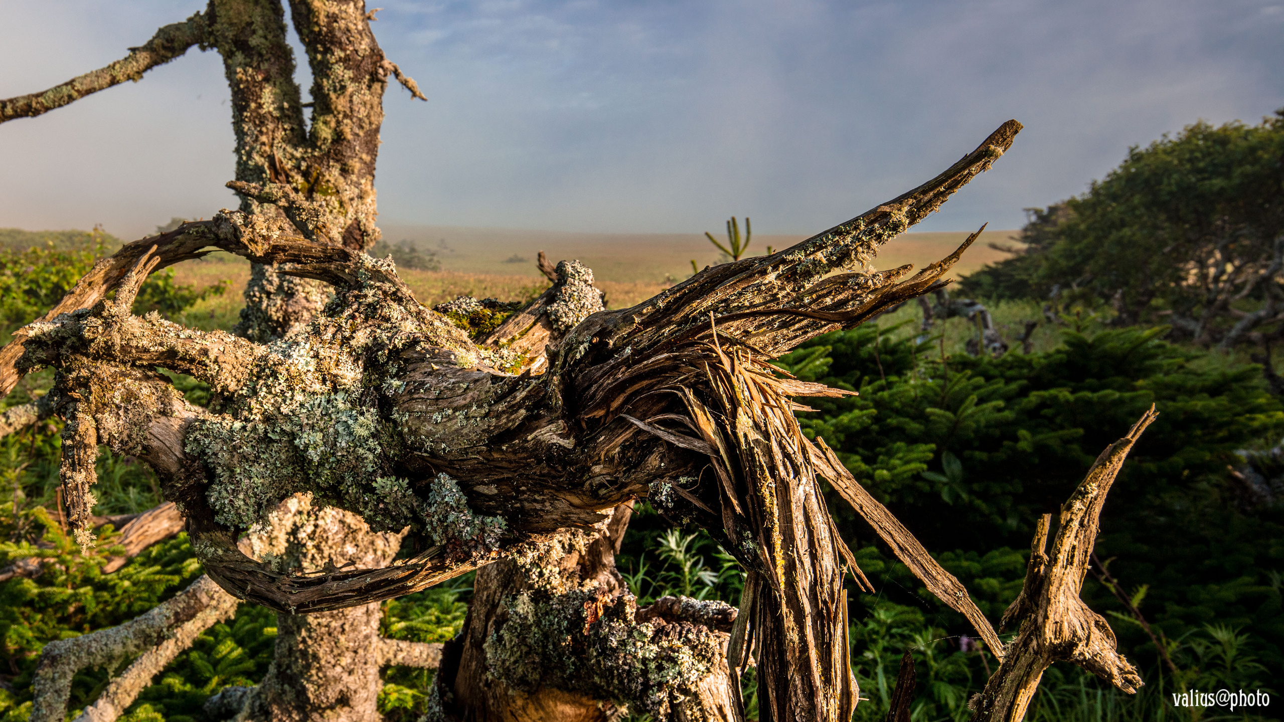 Остров Шикотан, рассвет. Старое дерево - жертва непогоды.