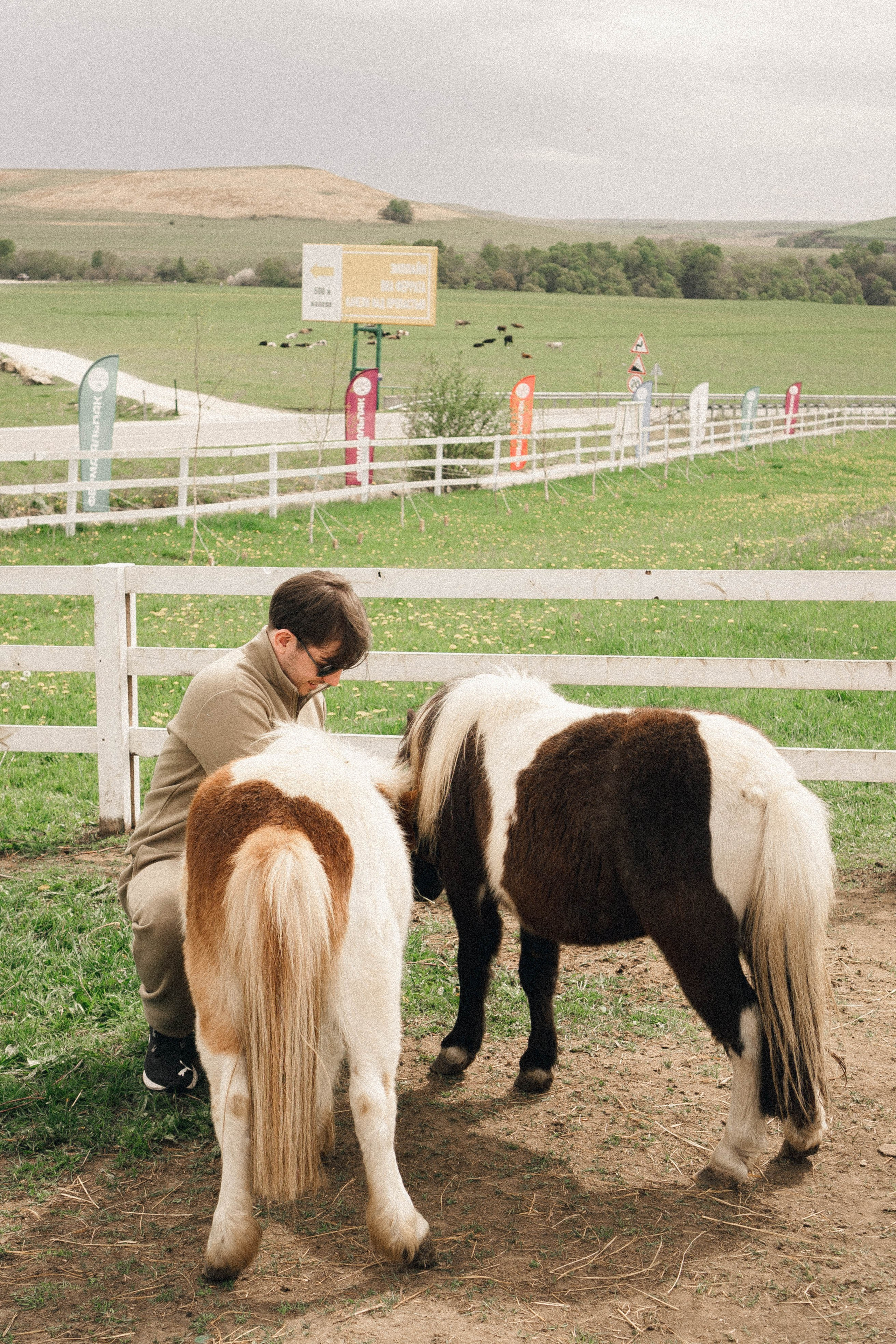 Ферма Альпак. Профессиональный фотограф, Санкт-Петербург — Виктория Богомолова