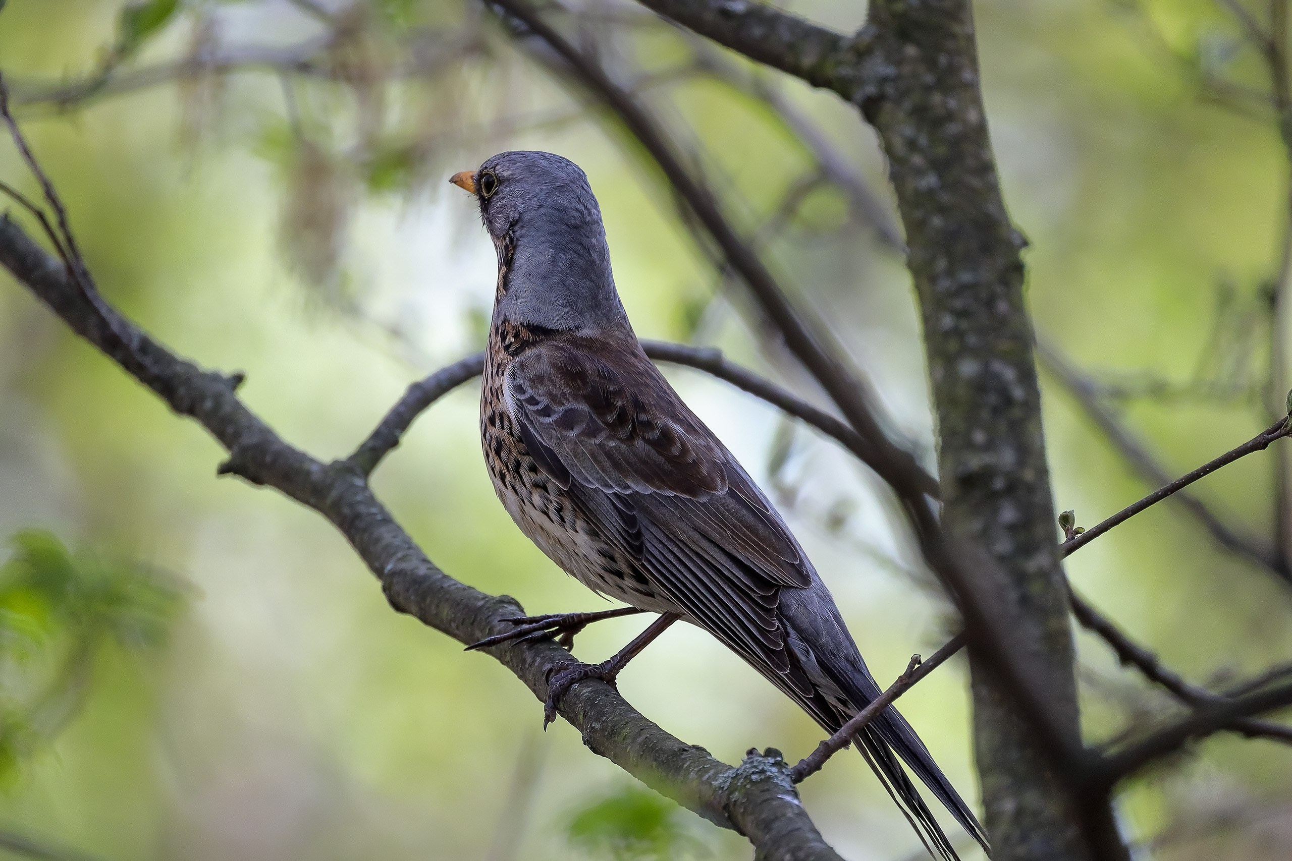 Дрозд рябинник
