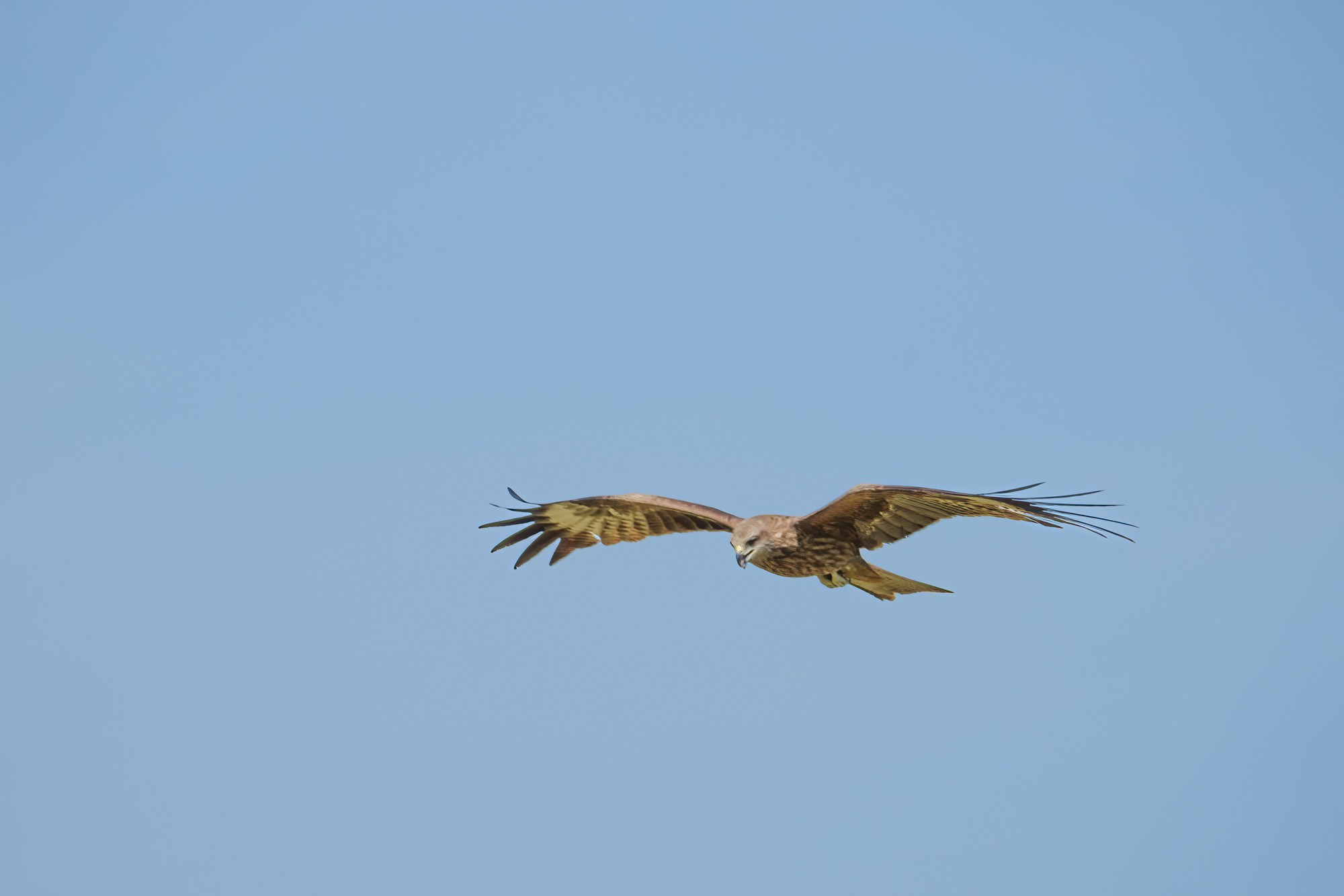Черный коршун парящий в небе Монголии. 
