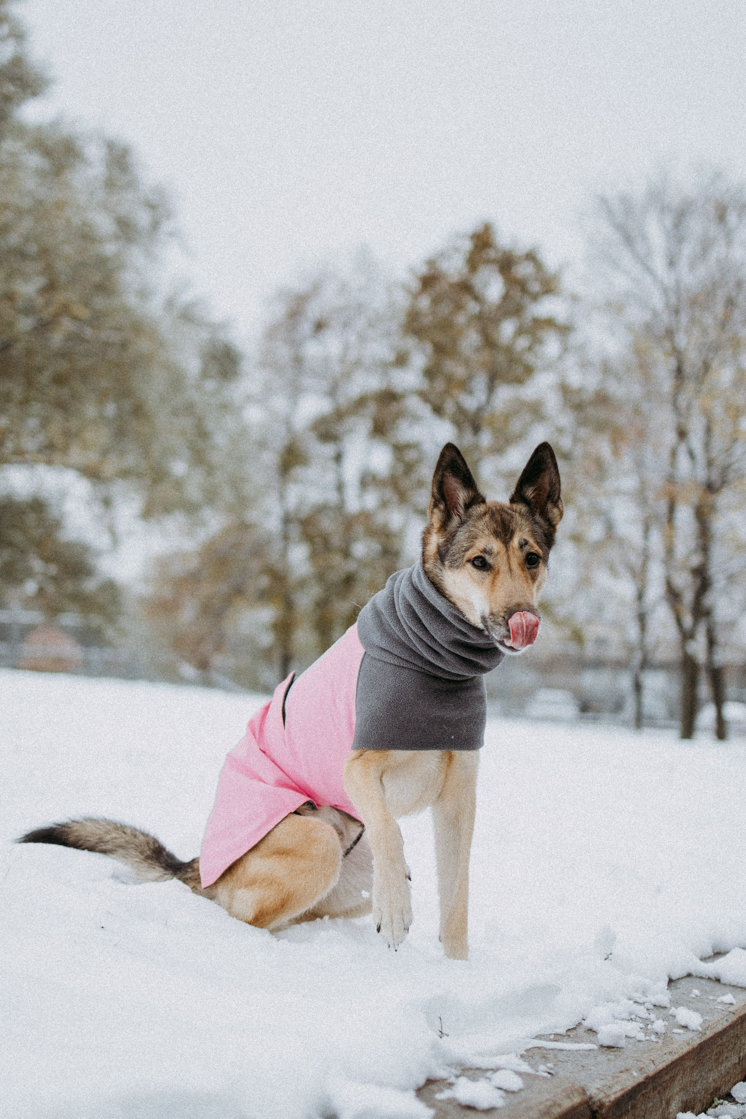 Саша, Ксюша и их банда. Фотораф — анималист Мария Шистка