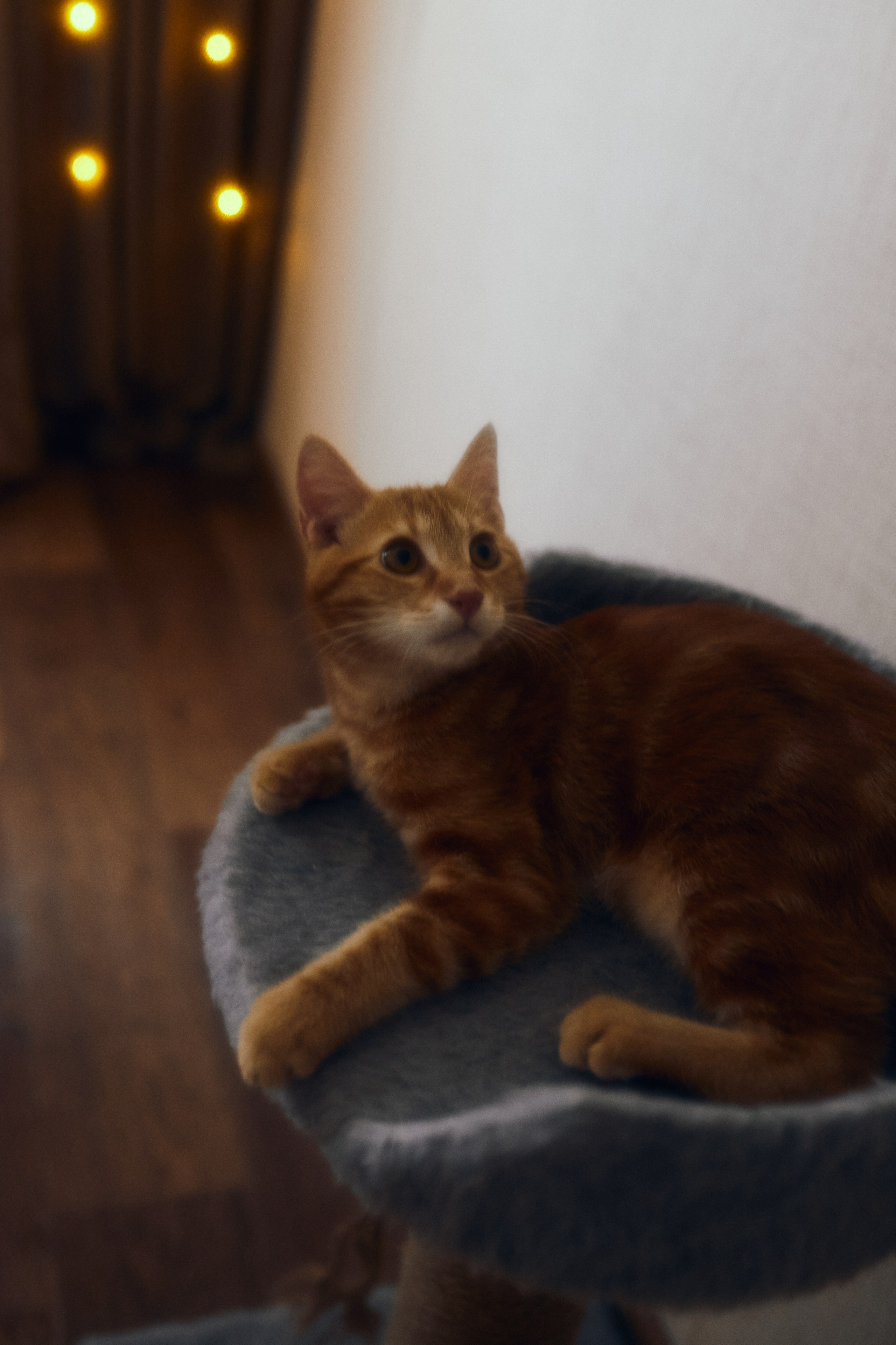 Домашний уют. Фотограф Ионова Анастасия, г Владивосток