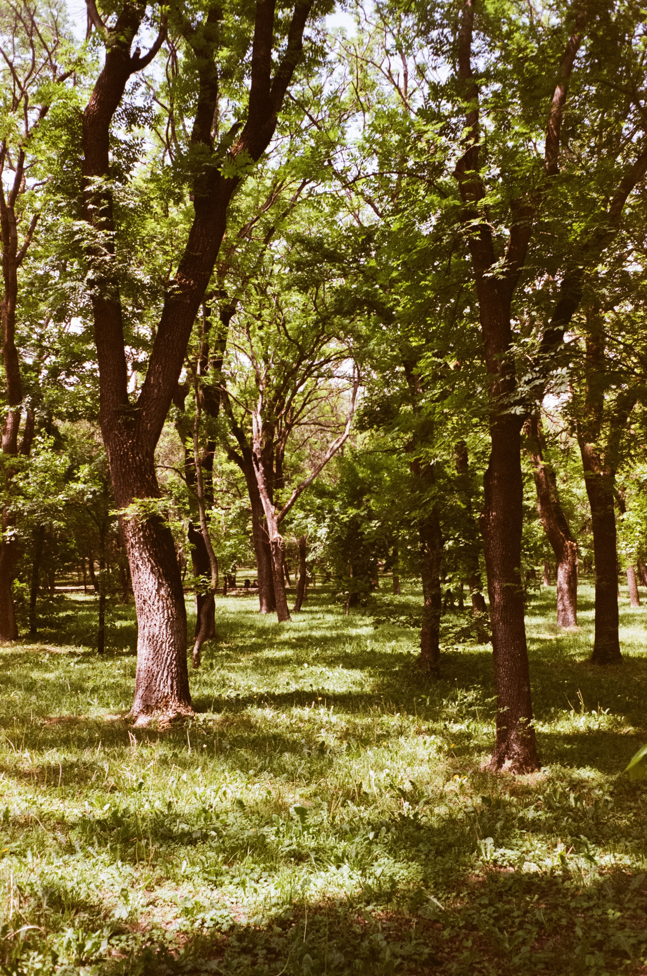 Ессентуки / 4 мая 2024 года / Minox 35GT / Konica VS Super 200